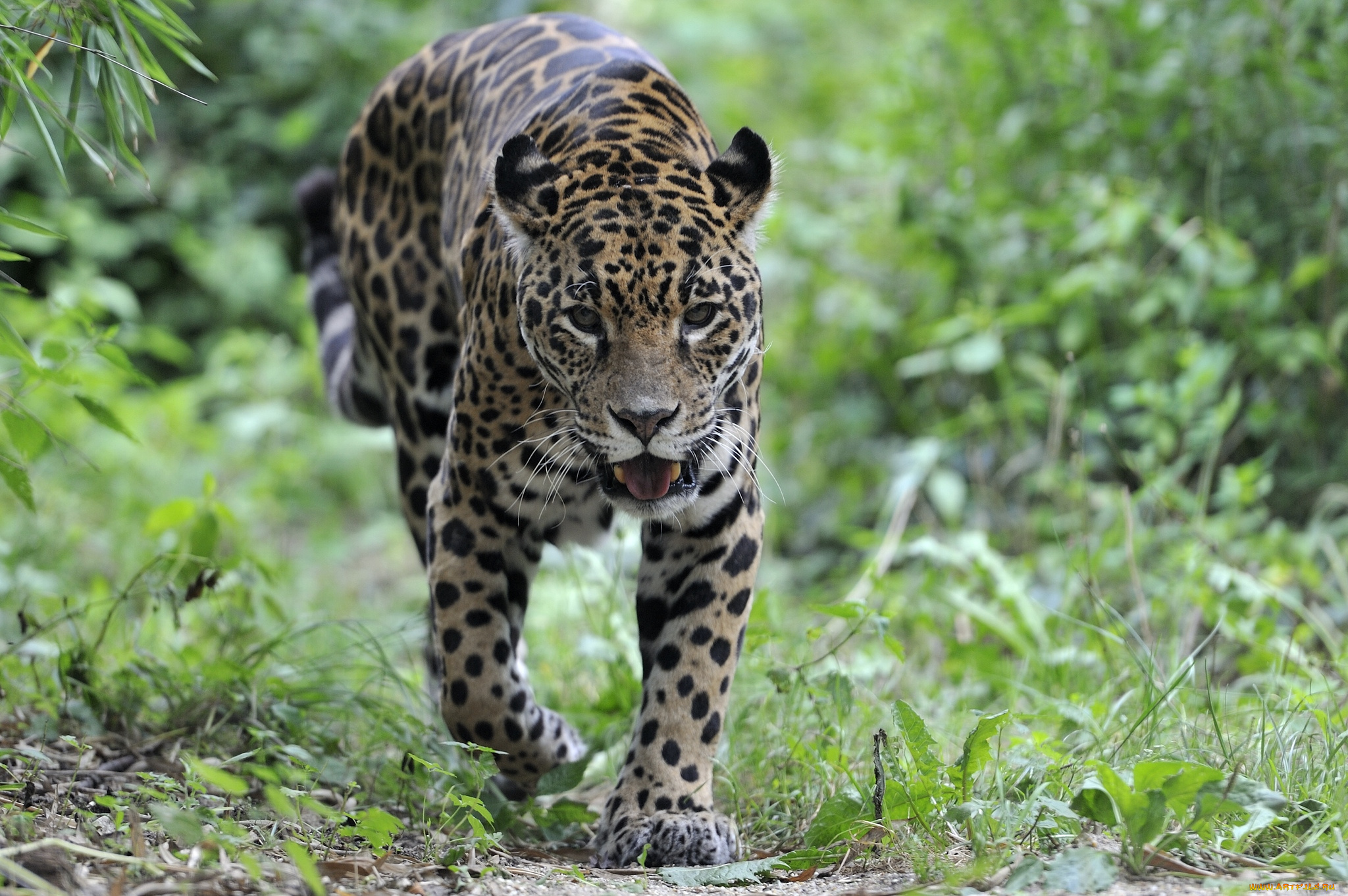 животные, Ягуары, хищник