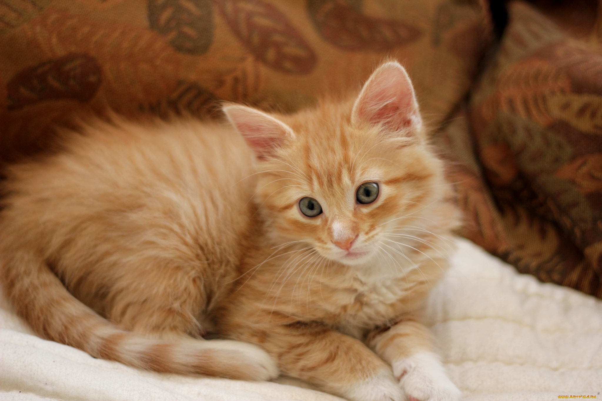 животные, коты, рыжик