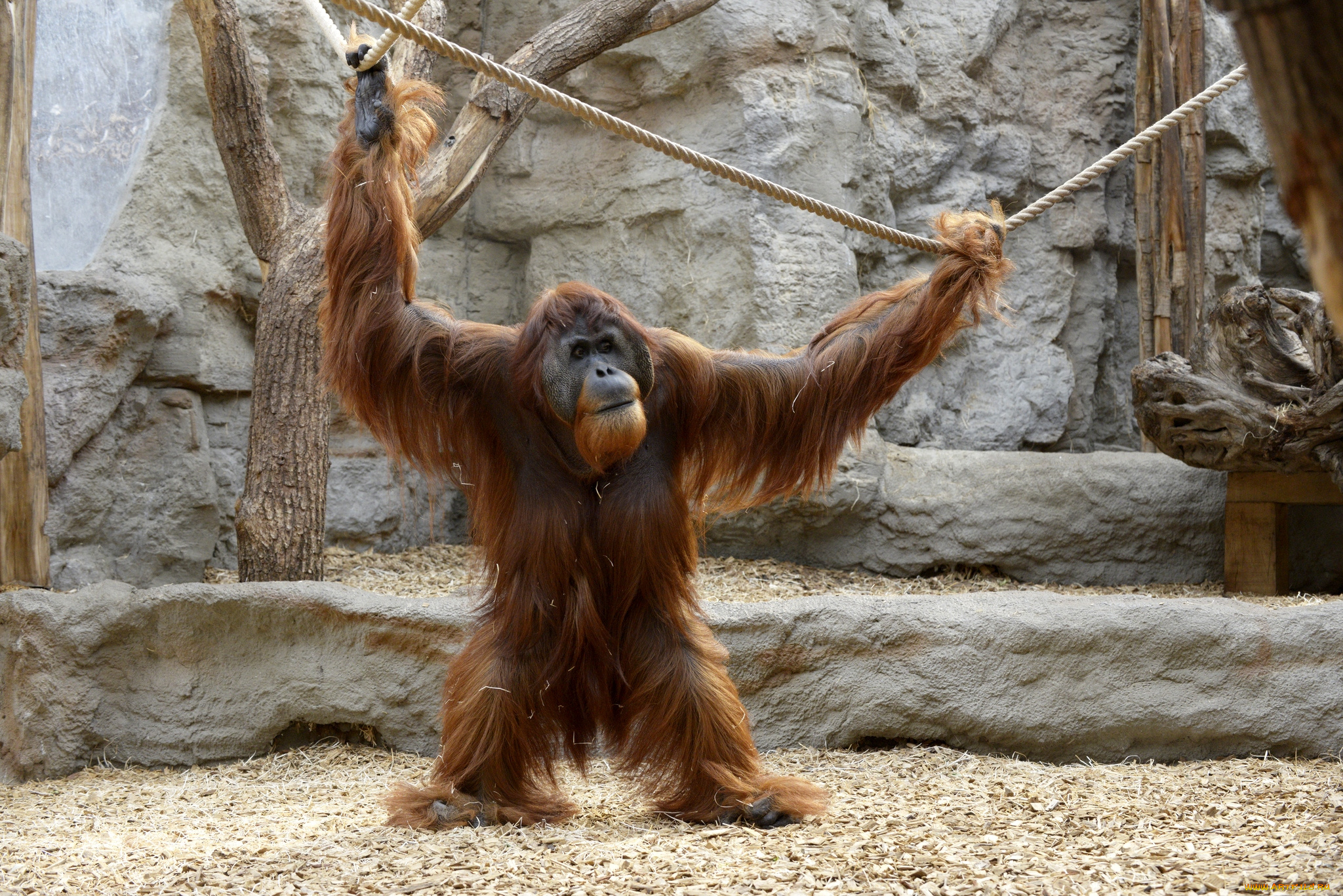 животные, обезьяны, орангутанг