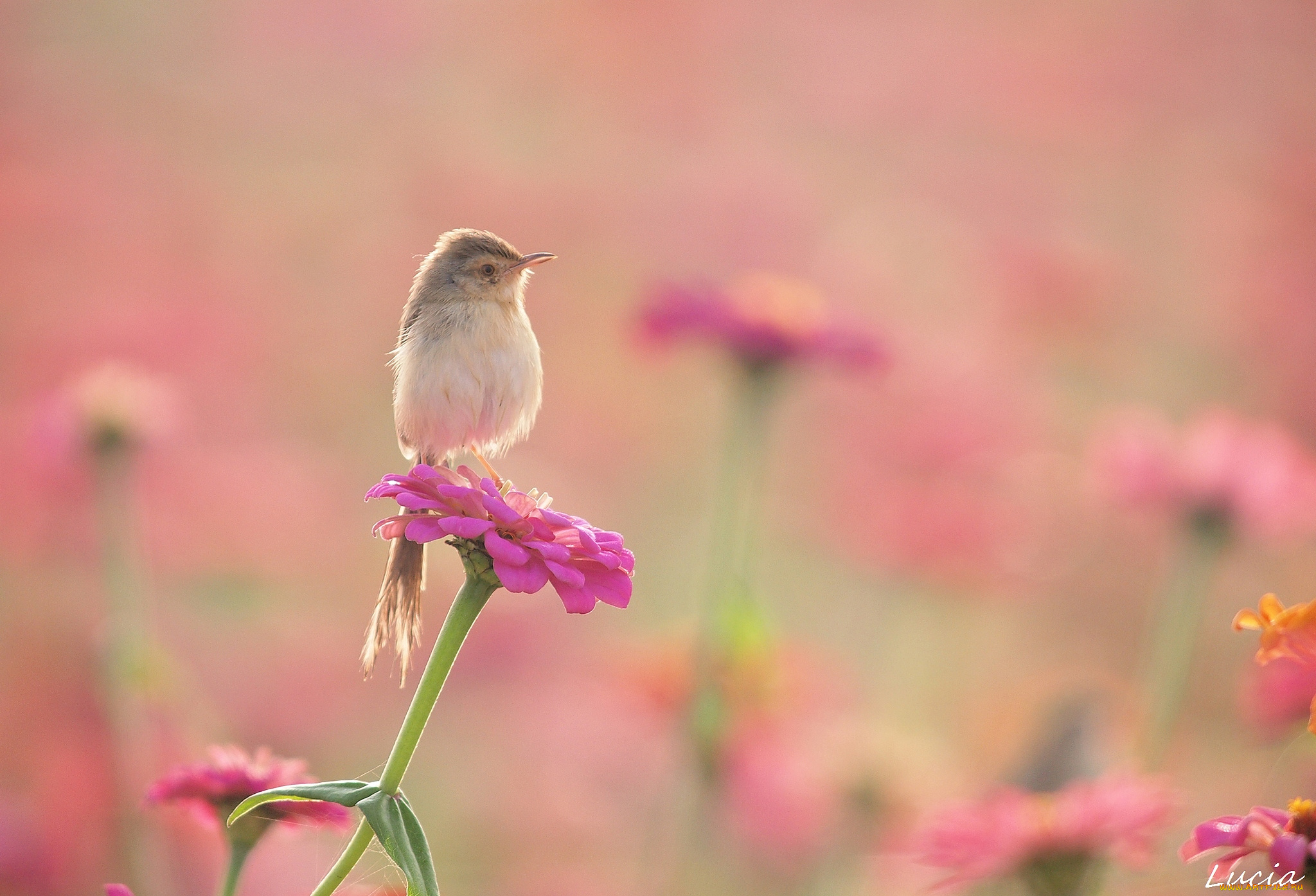 животные, птицы, птичка, цинния