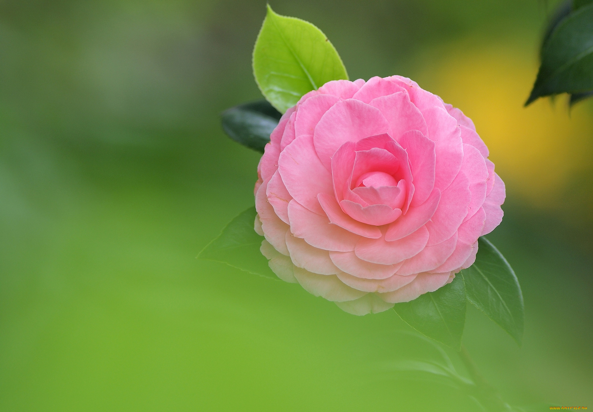 цветы, камелии, розовый