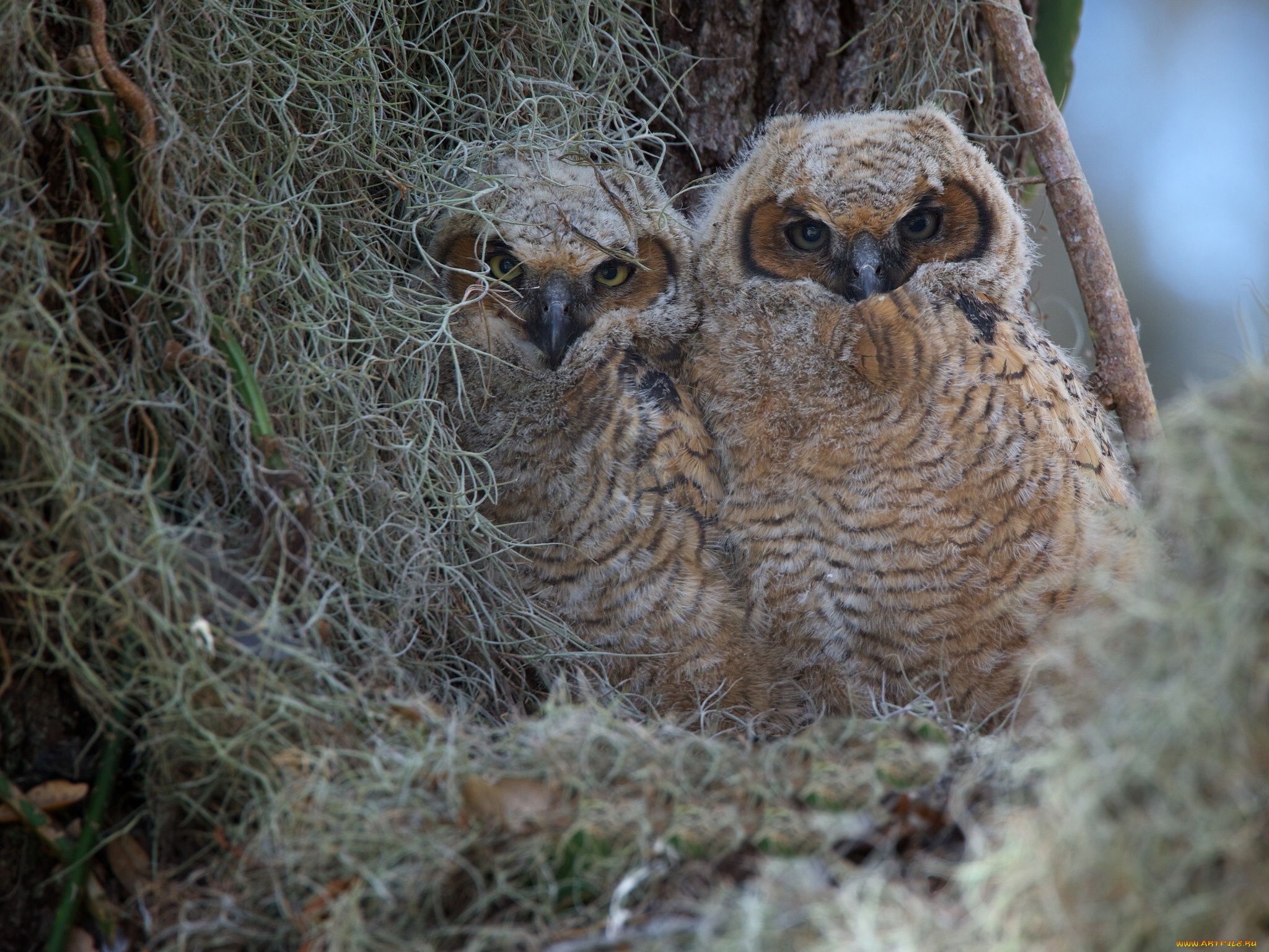 животные, совы, птенцы, виргинский, филин