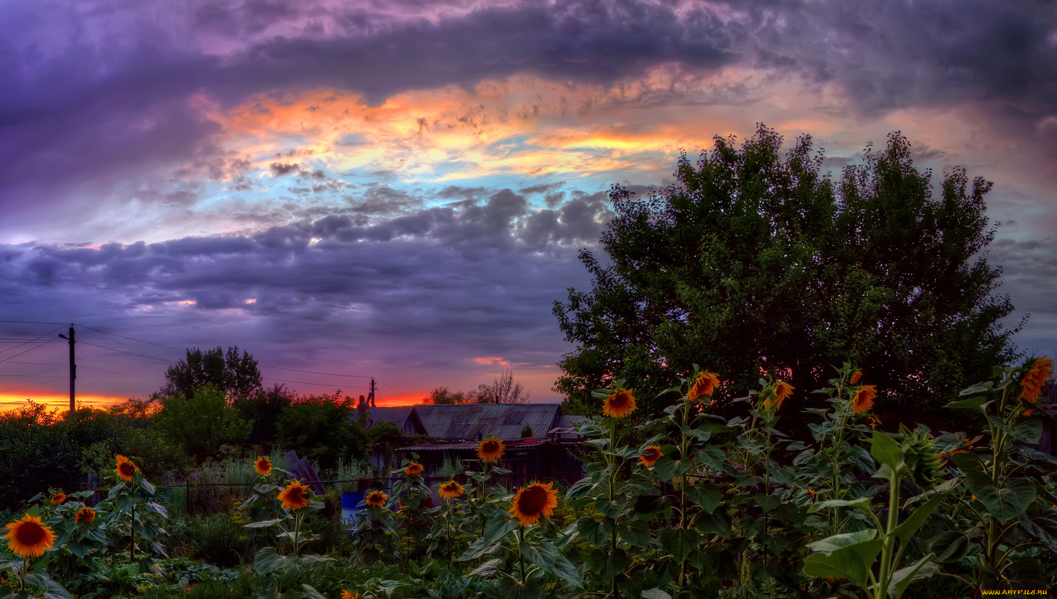 природа, другое, облака, подсолнухи, пейзаж