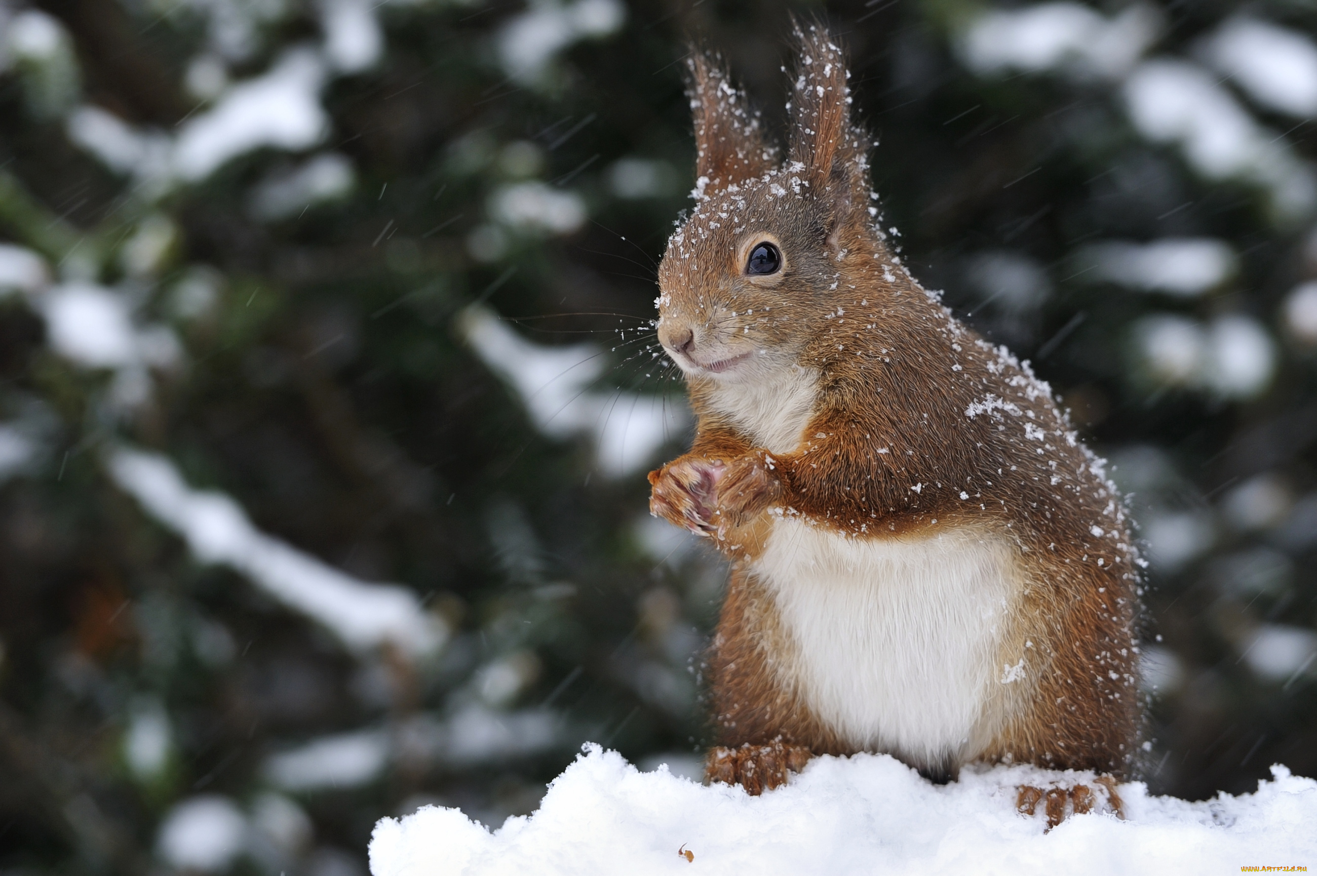 животные, белки, зверек, снег