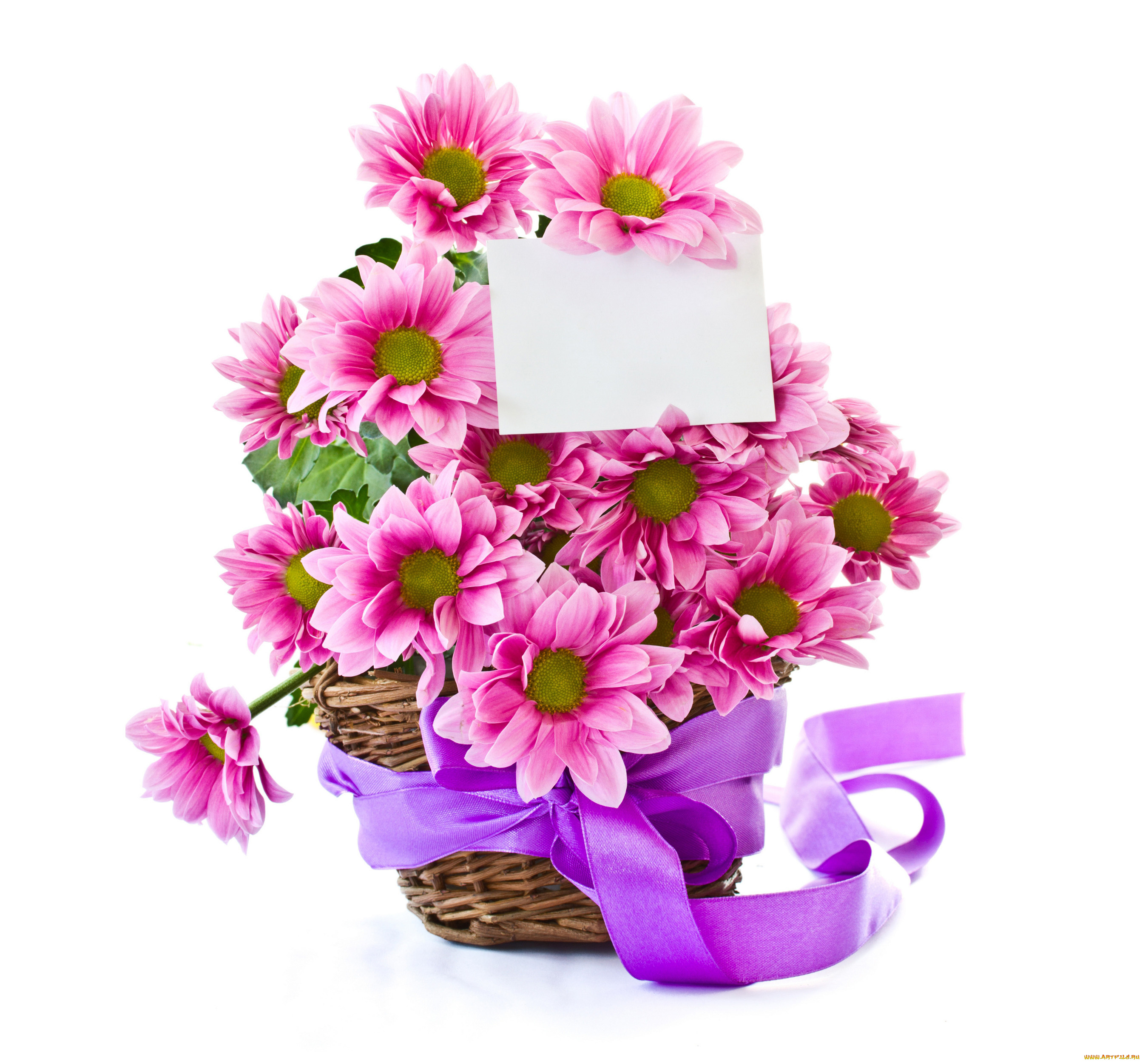 цветы, хризантемы, записка, лента, корзинка