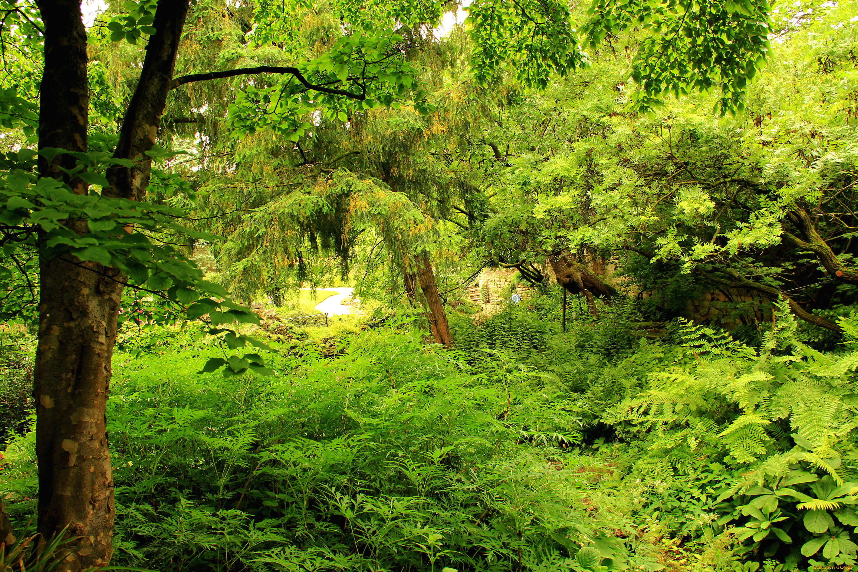 природа, деревья, зелень, сад