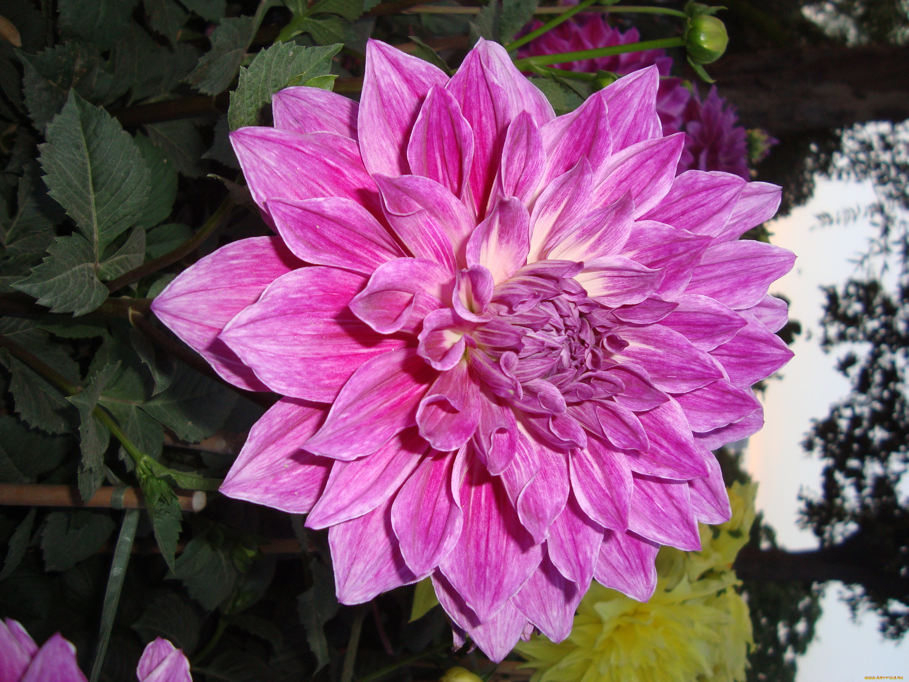 цветы, георгины, лепестки