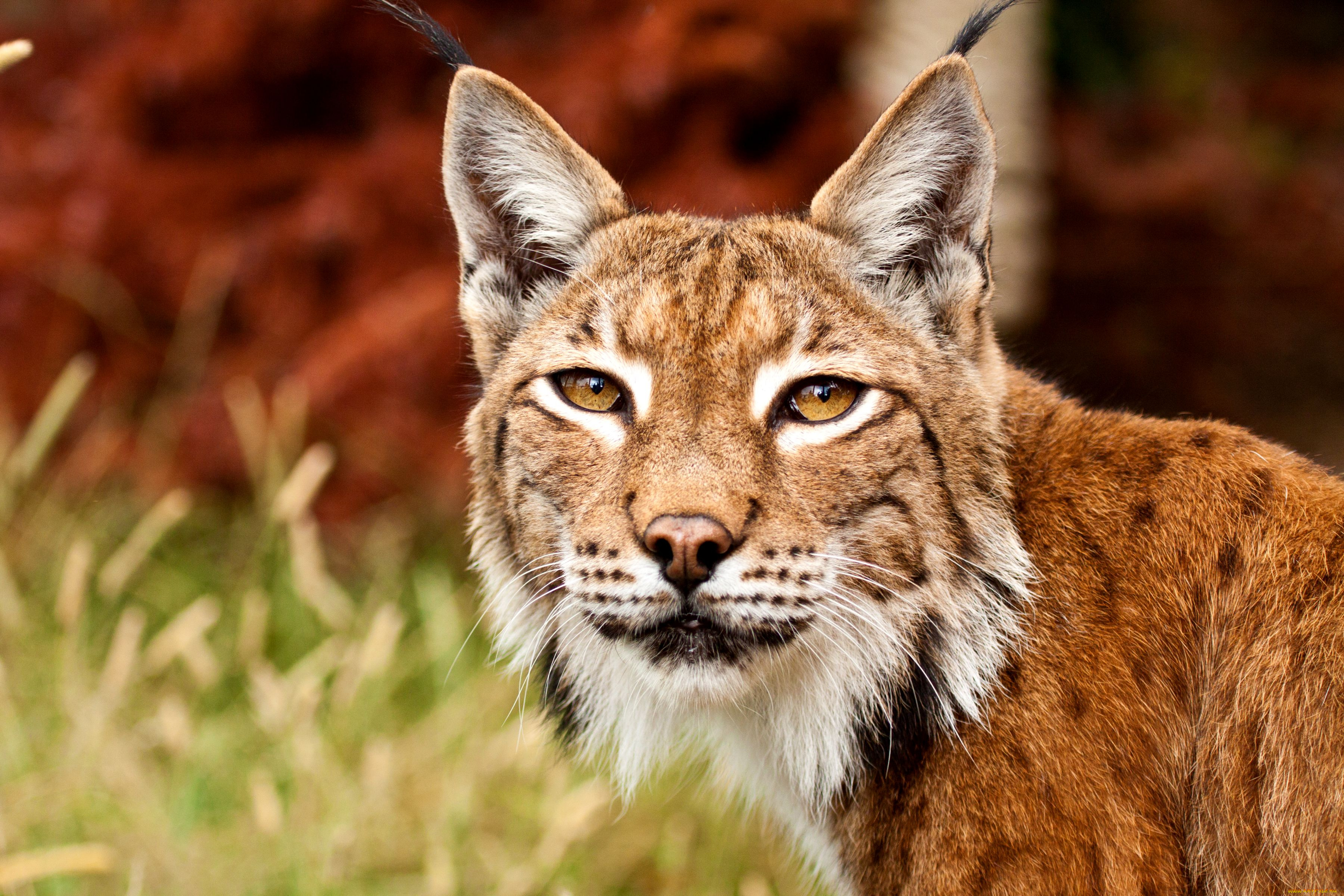 животные, рыси, портрет