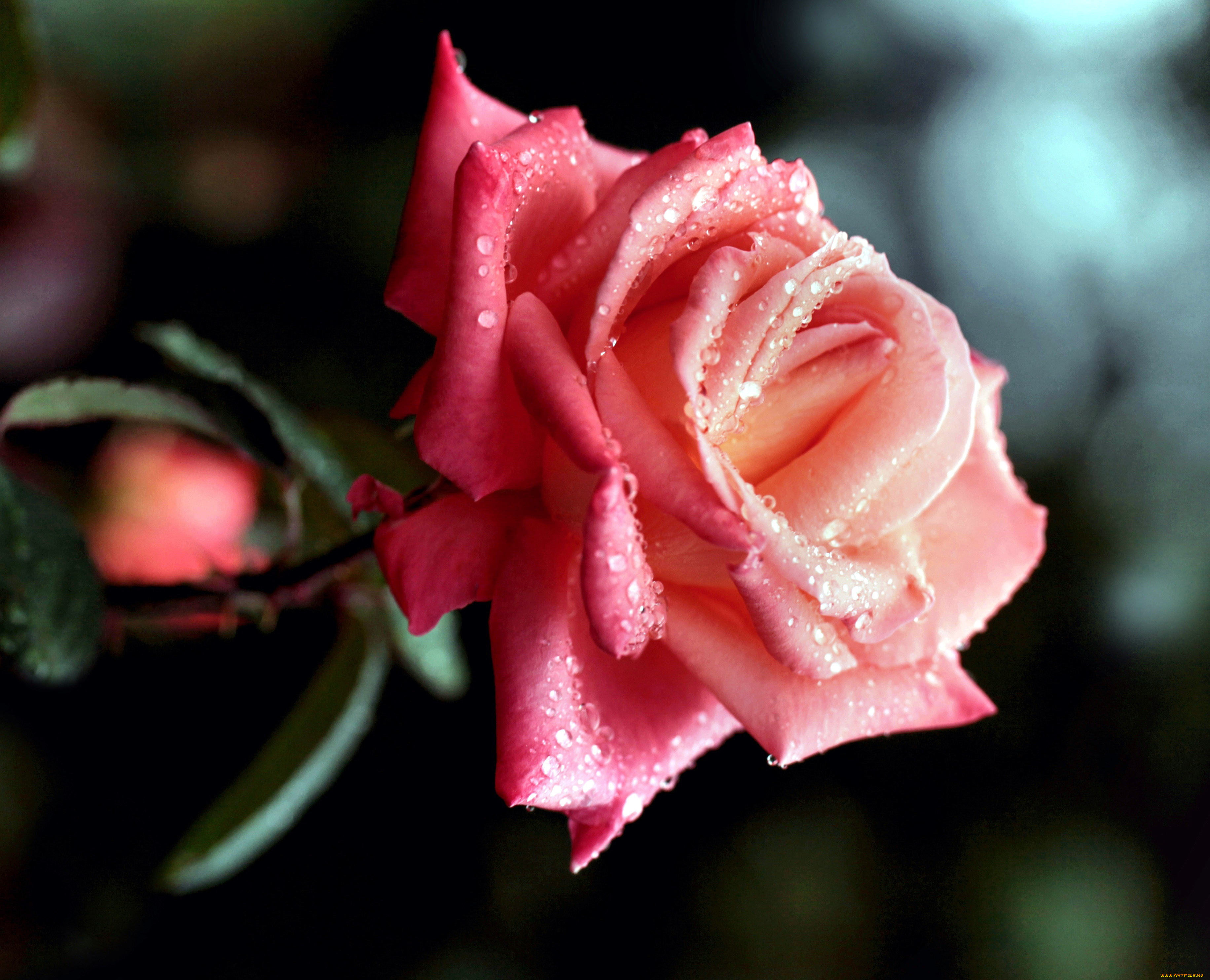 цветы, розы, розовый, капли