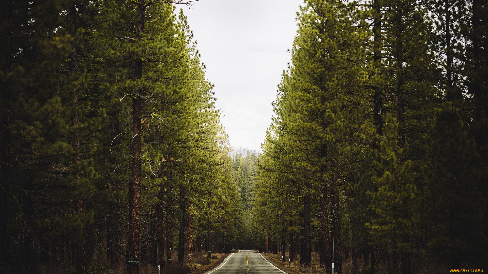 природа, дороги, пейзаж, лес