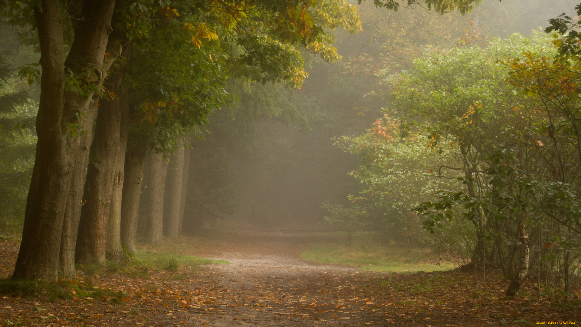 природа, дороги, туман, тропинка, кустарник, деревья