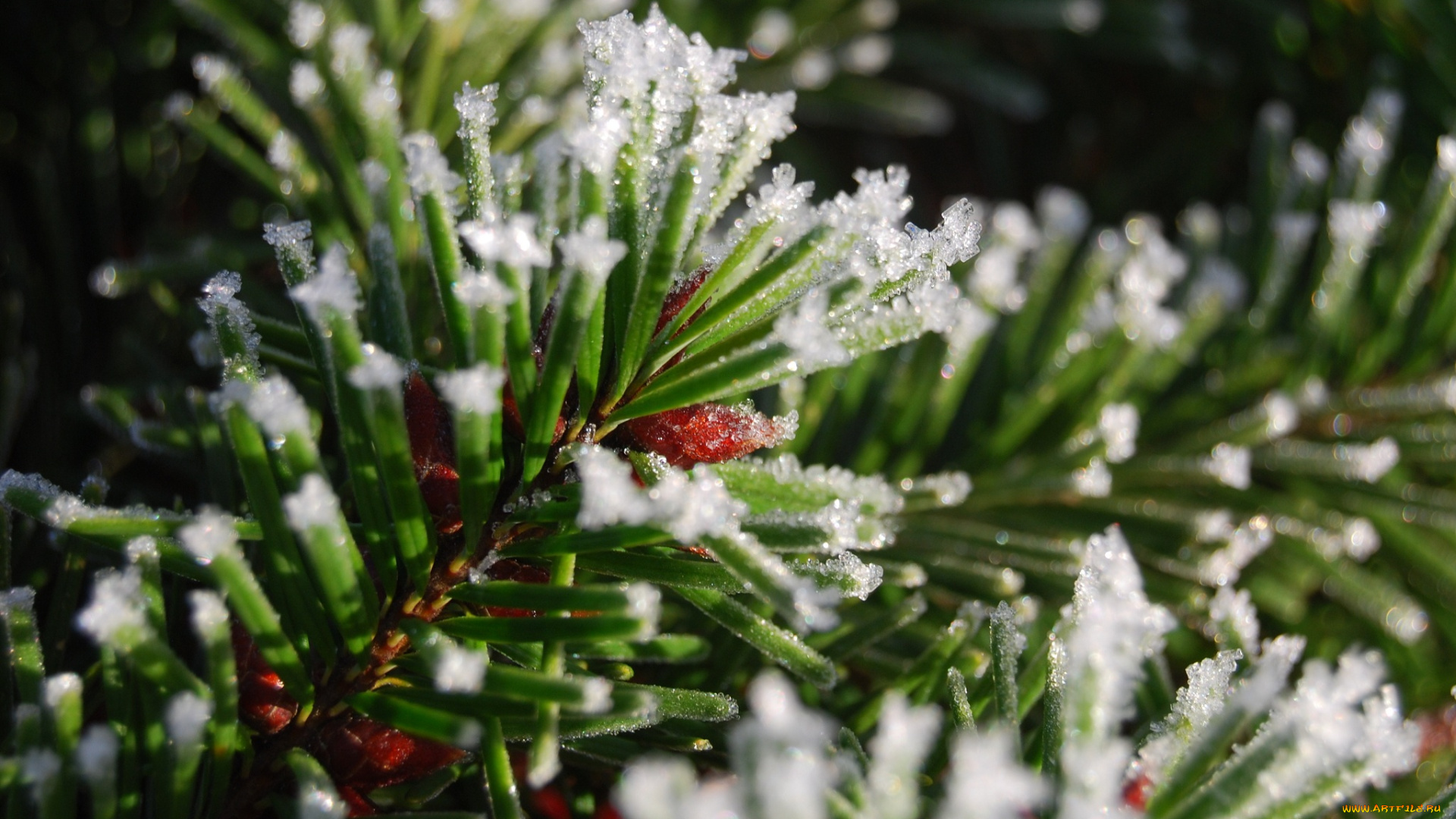 природа, макро, лед, снег, иголки, хвоя