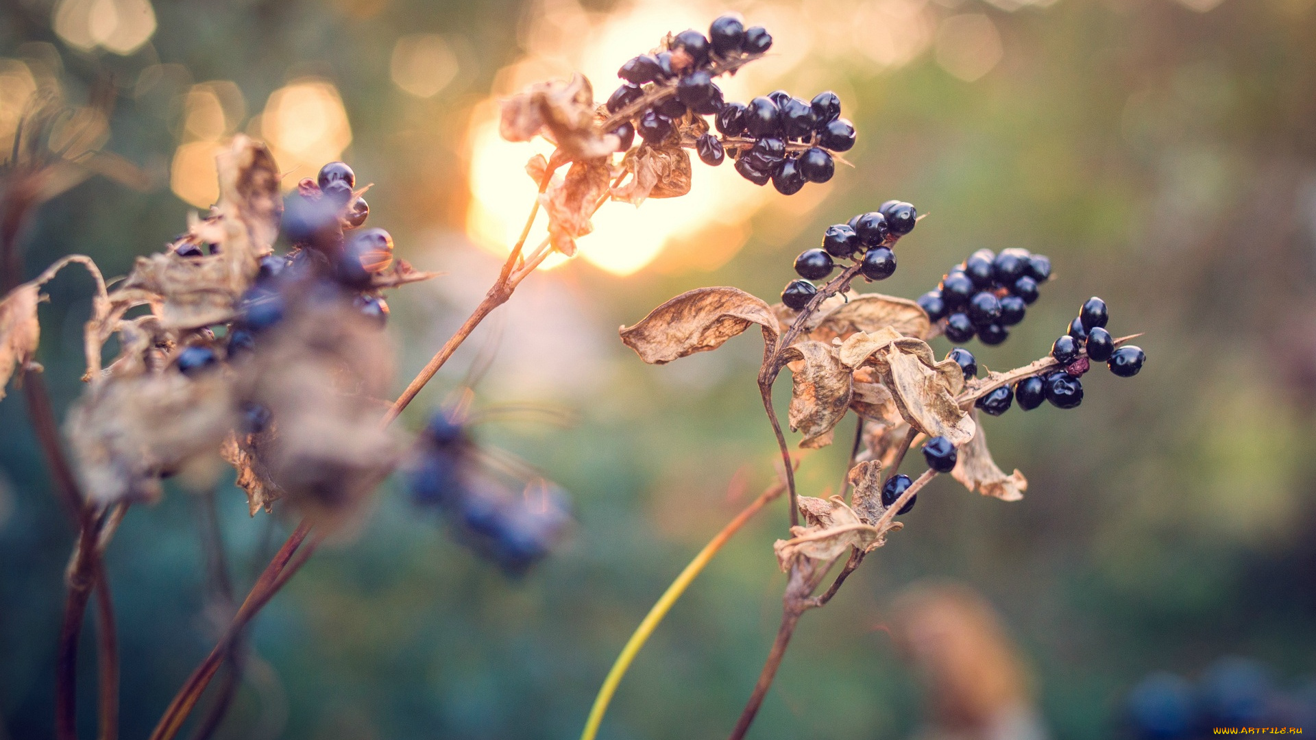 природа, Ягоды, осень, свет, макро