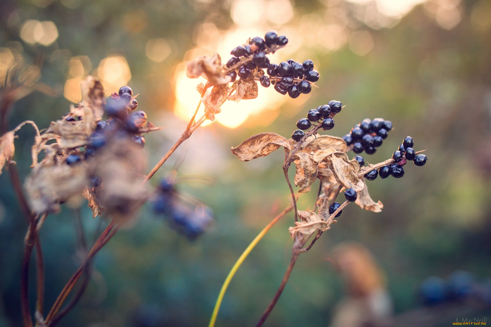 природа, Ягоды, осень, свет, макро