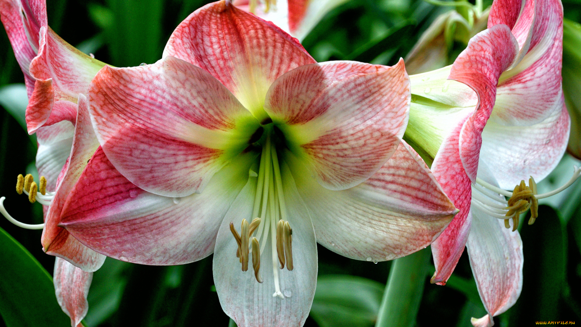 amaryllis, цветы, амариллисы, , гиппеаструмы, цветок