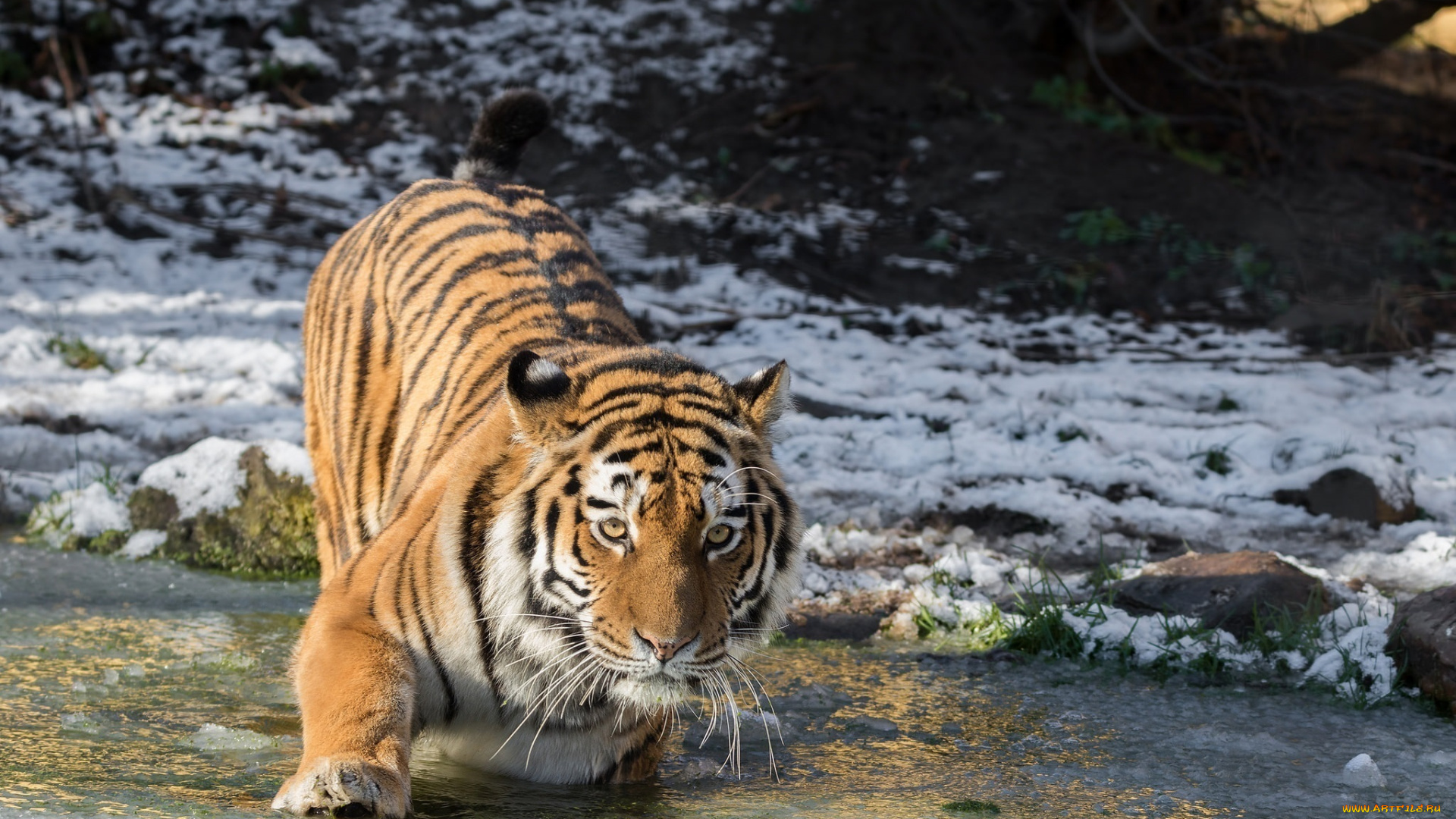амурский, тигр, животные, тигры, лёд, снег, зима, вода, берег, водоём, лапа, морда, хищник