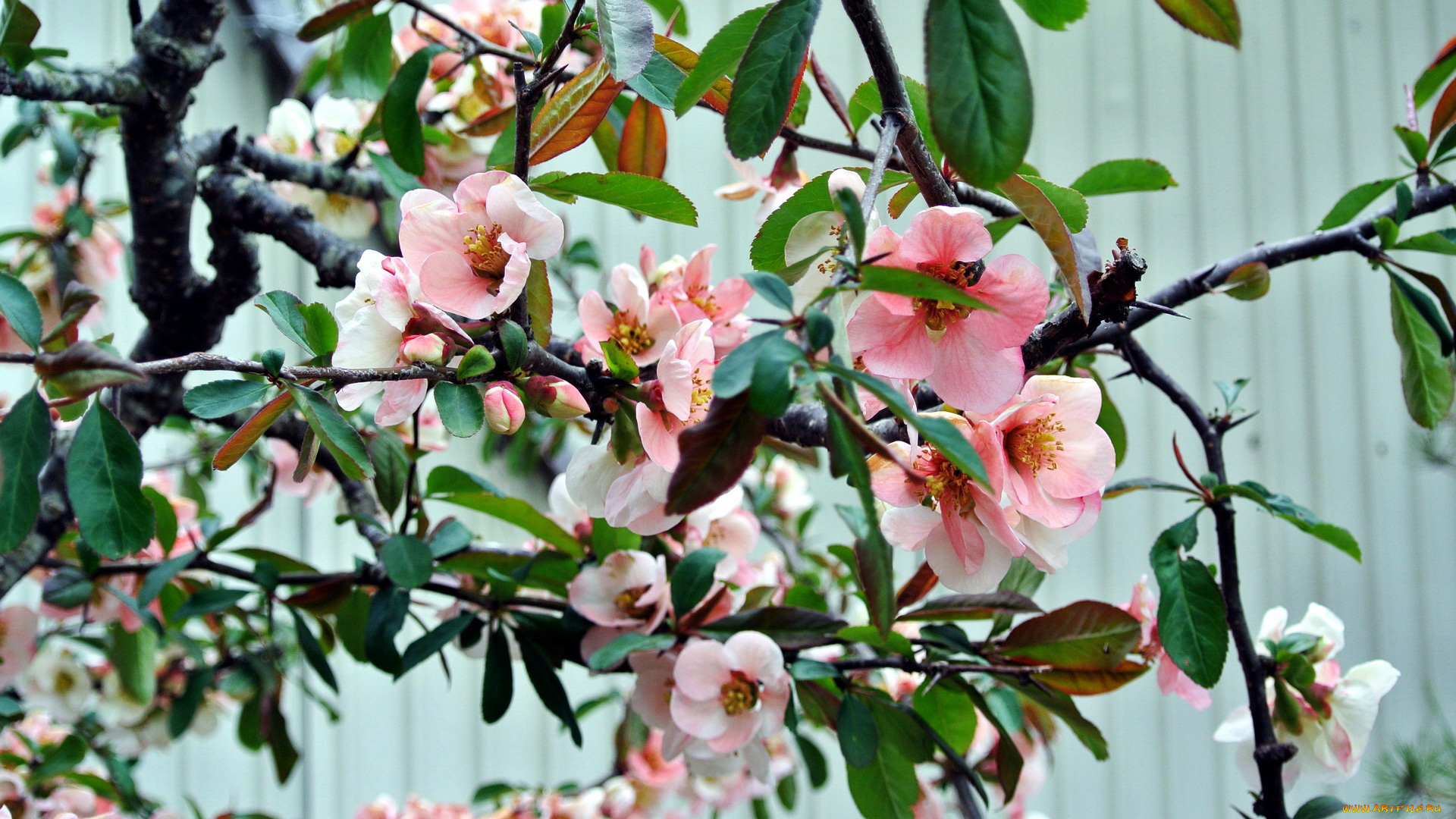 цветы, айва, весна, цветение