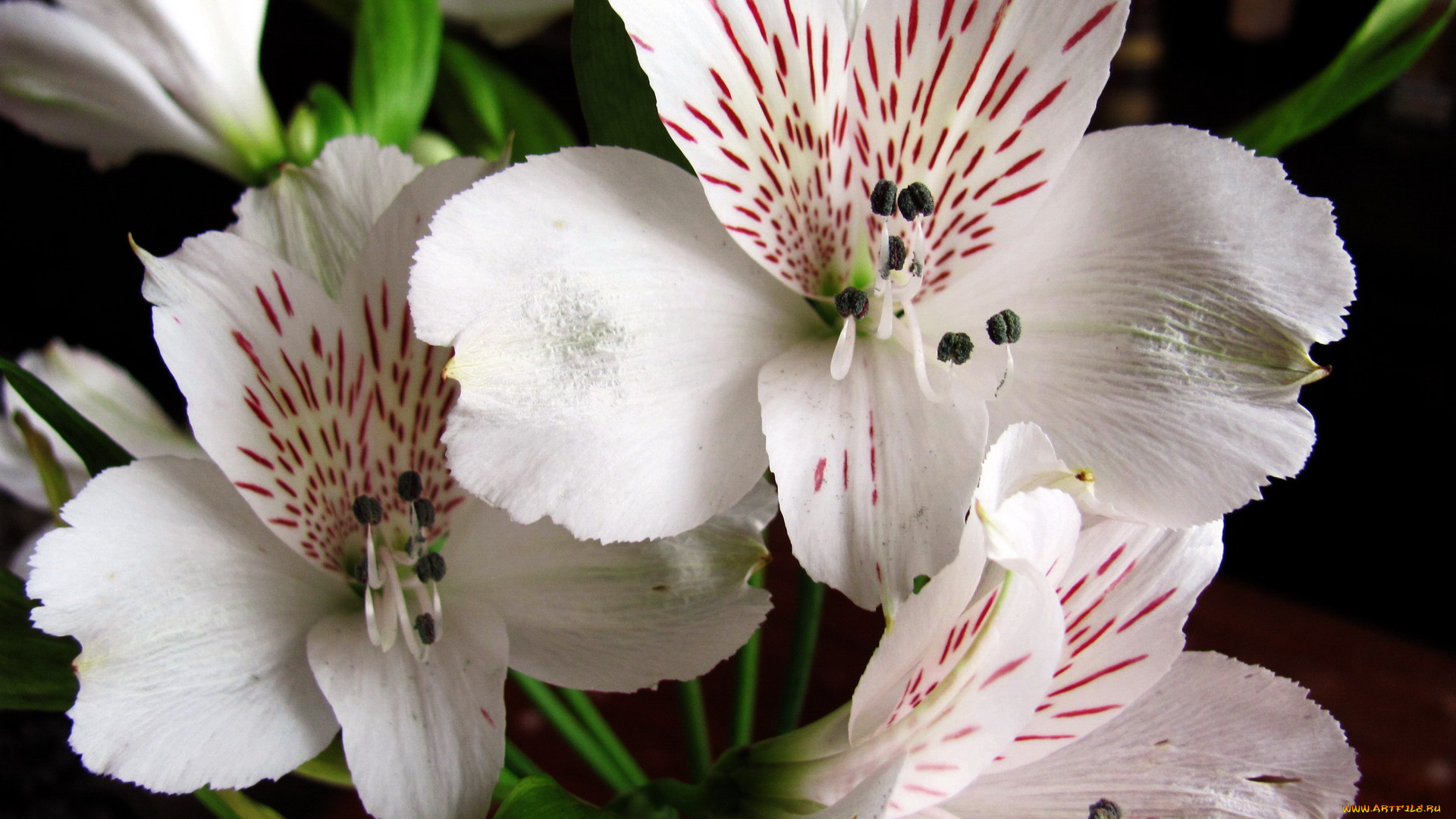 цветы, альстромерия, крапинки