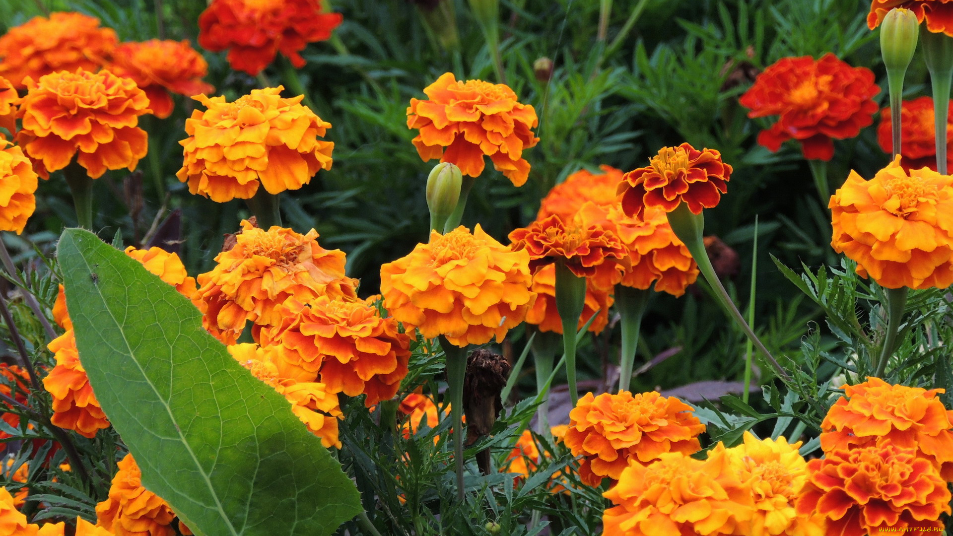 цветы, бархатцы, оранжевый