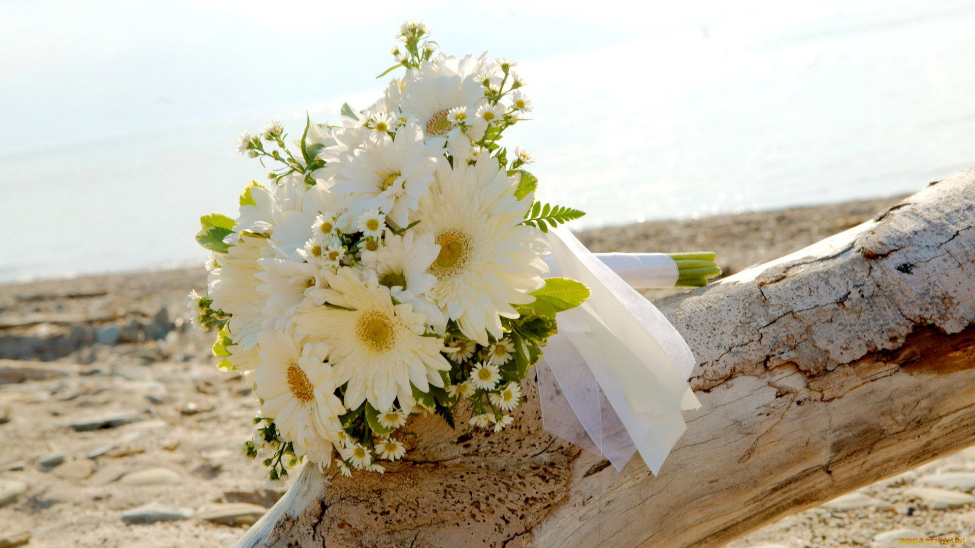 цветы, букеты, , композиции, пляж, море, солнце, песок, коряга, букет, ромашки, герберы