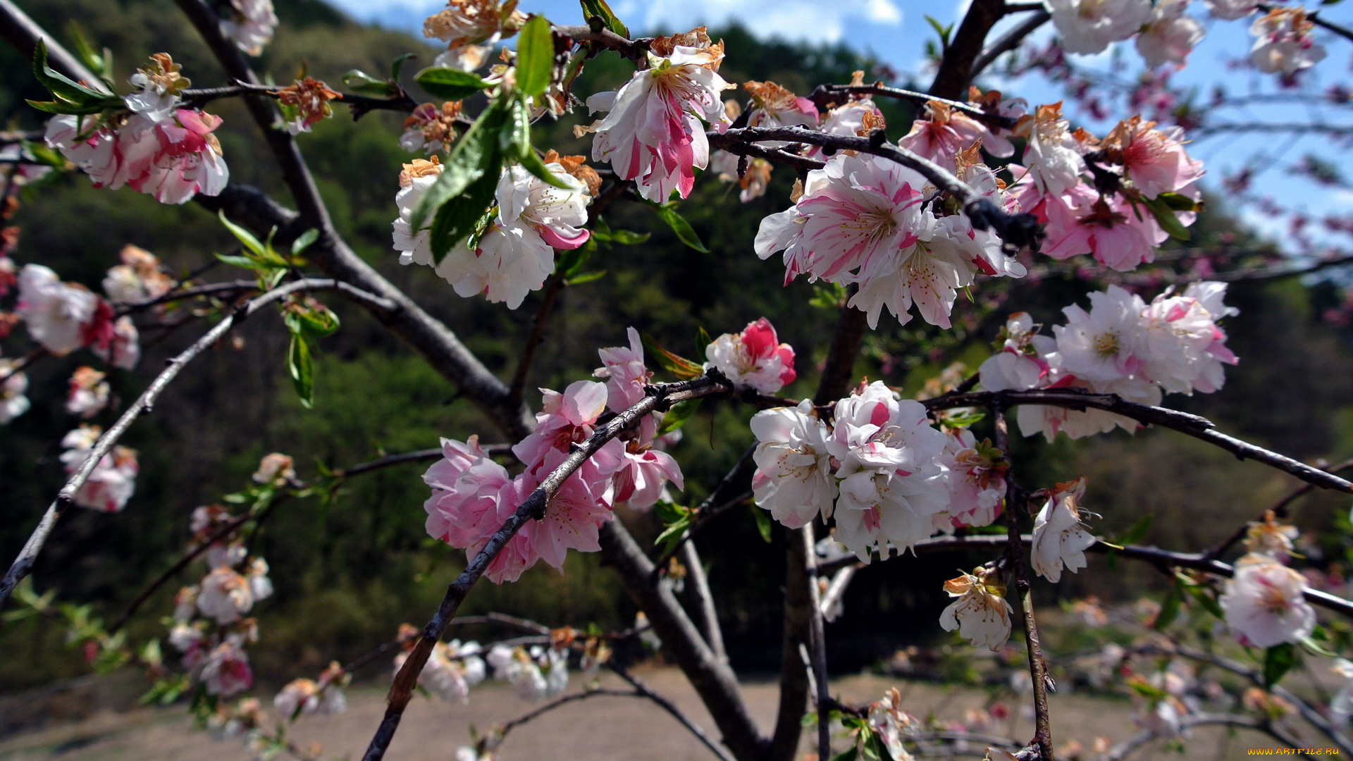 цветы, цветущие, деревья, , , кустарники, весна