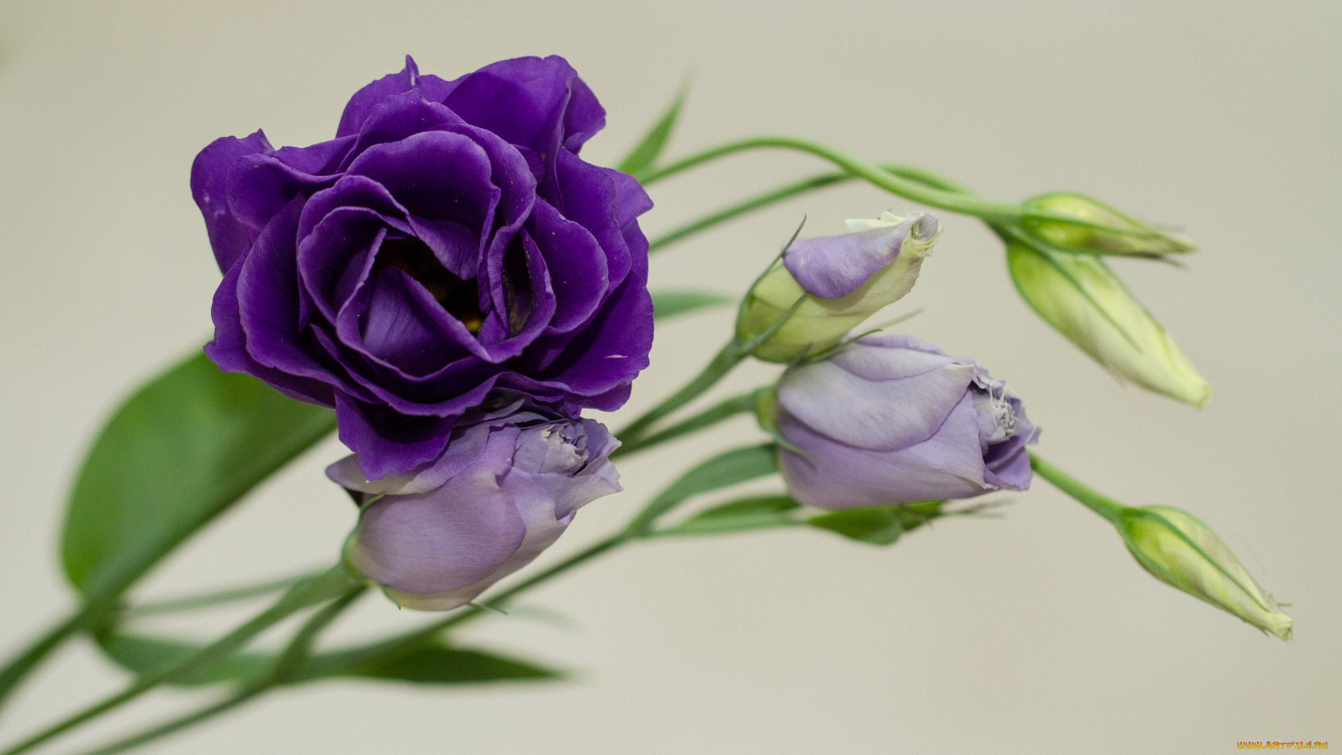 цветы, эустома, бутоны, веточки, фиолетовые