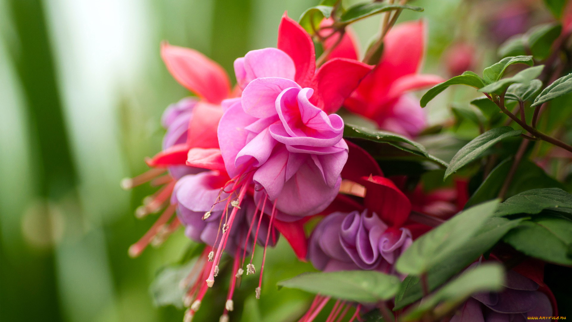 цветы, фуксия, макро