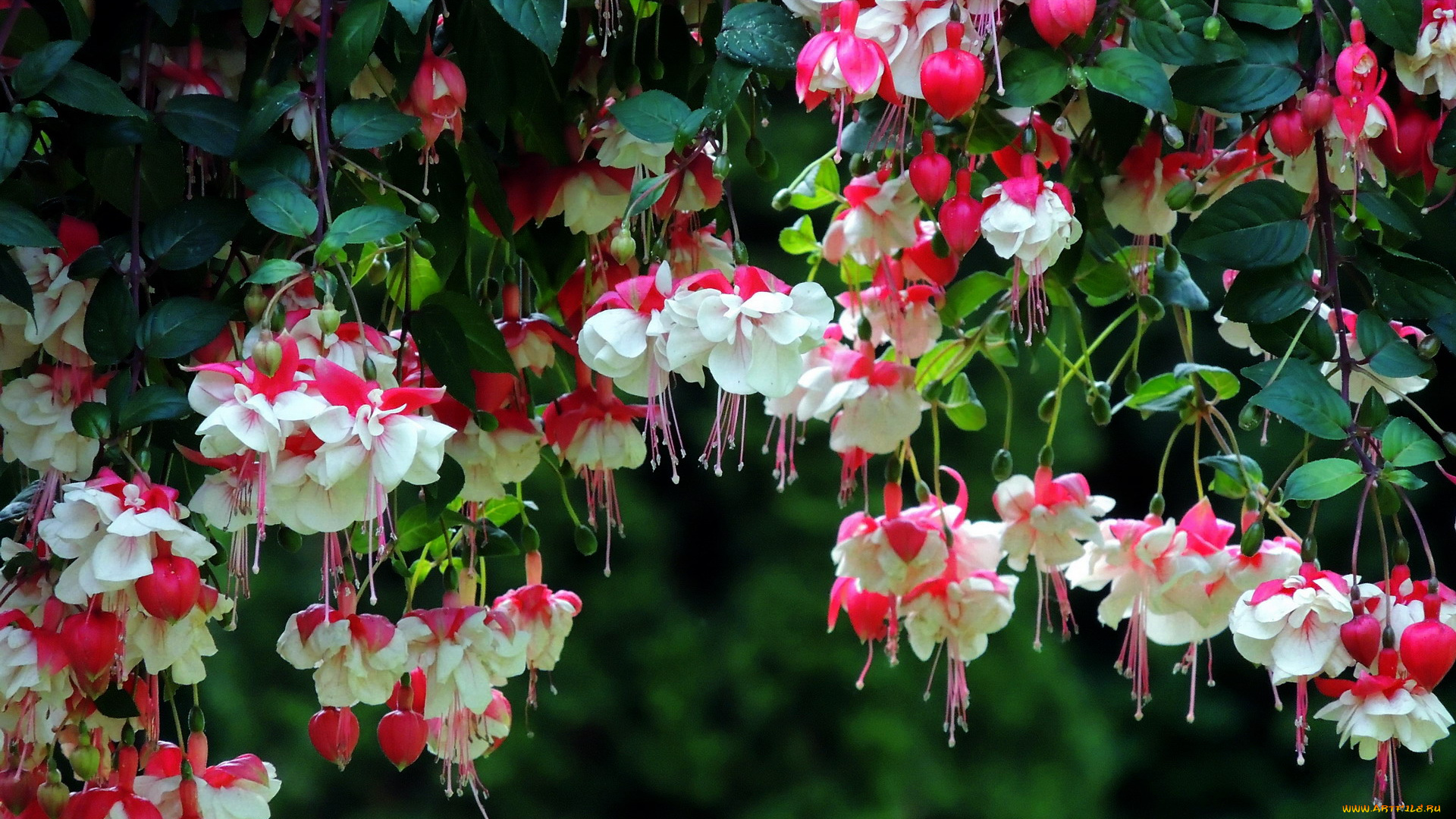 цветы, фуксия, много