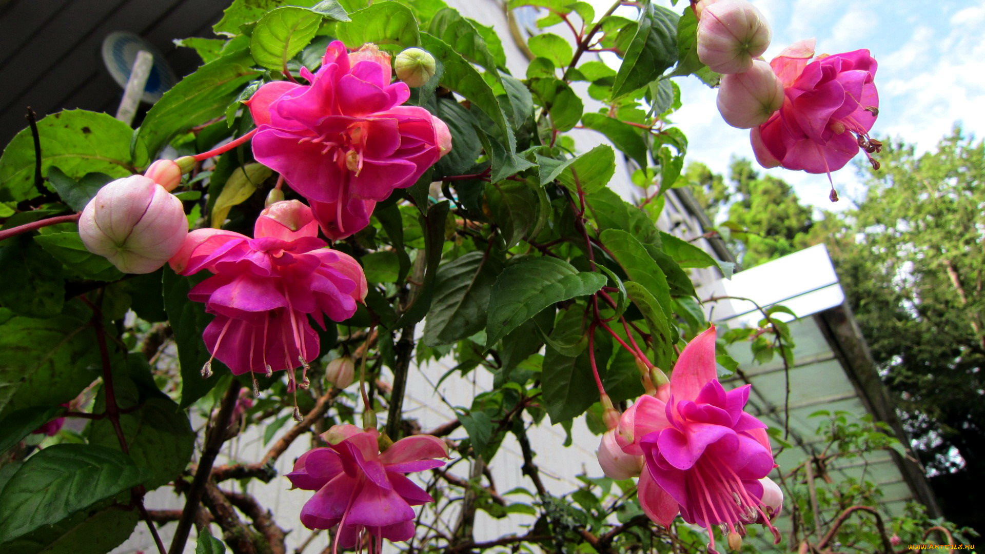 цветы, фуксия, розовый