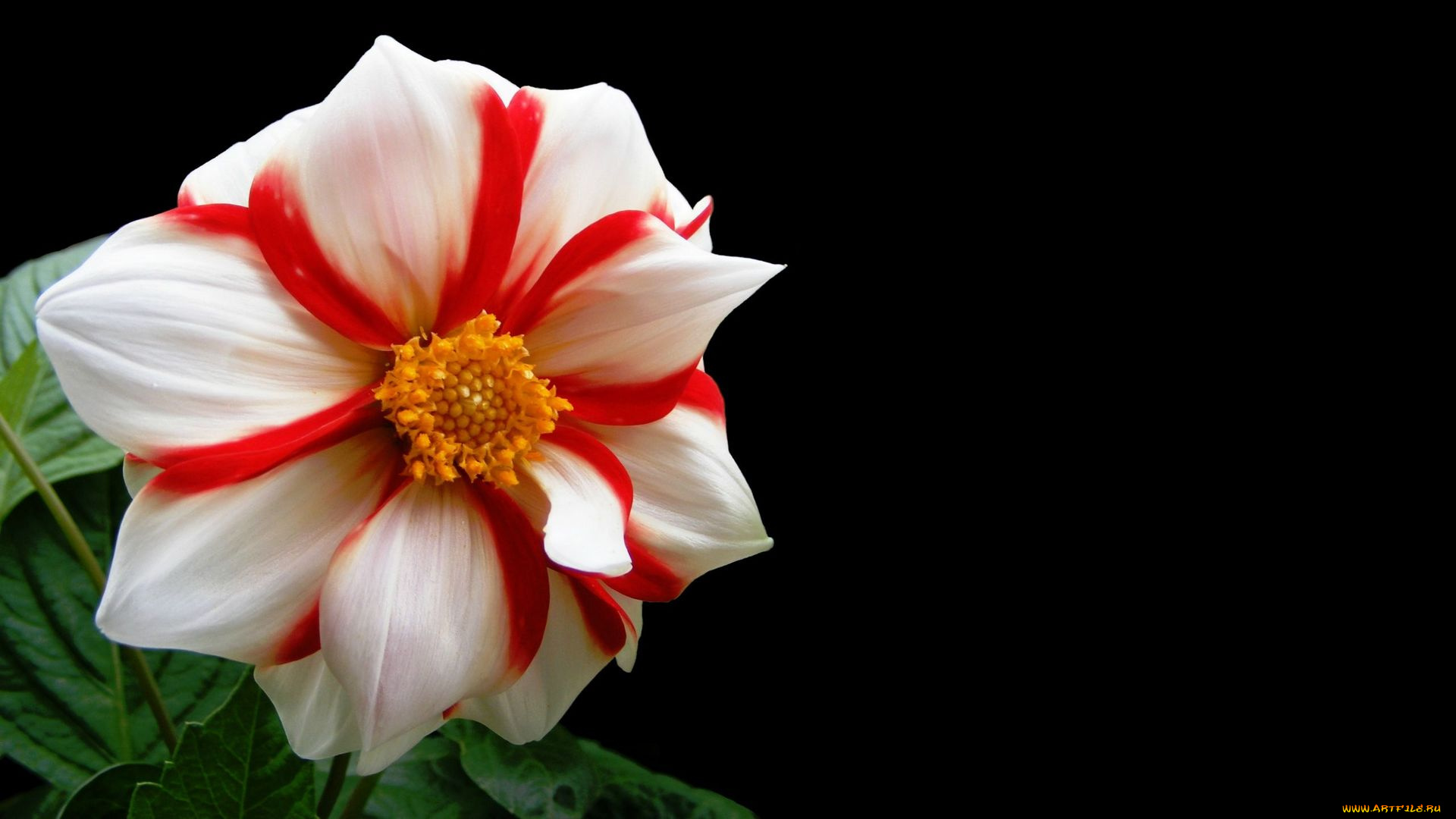 цветы, георгины, лепестки