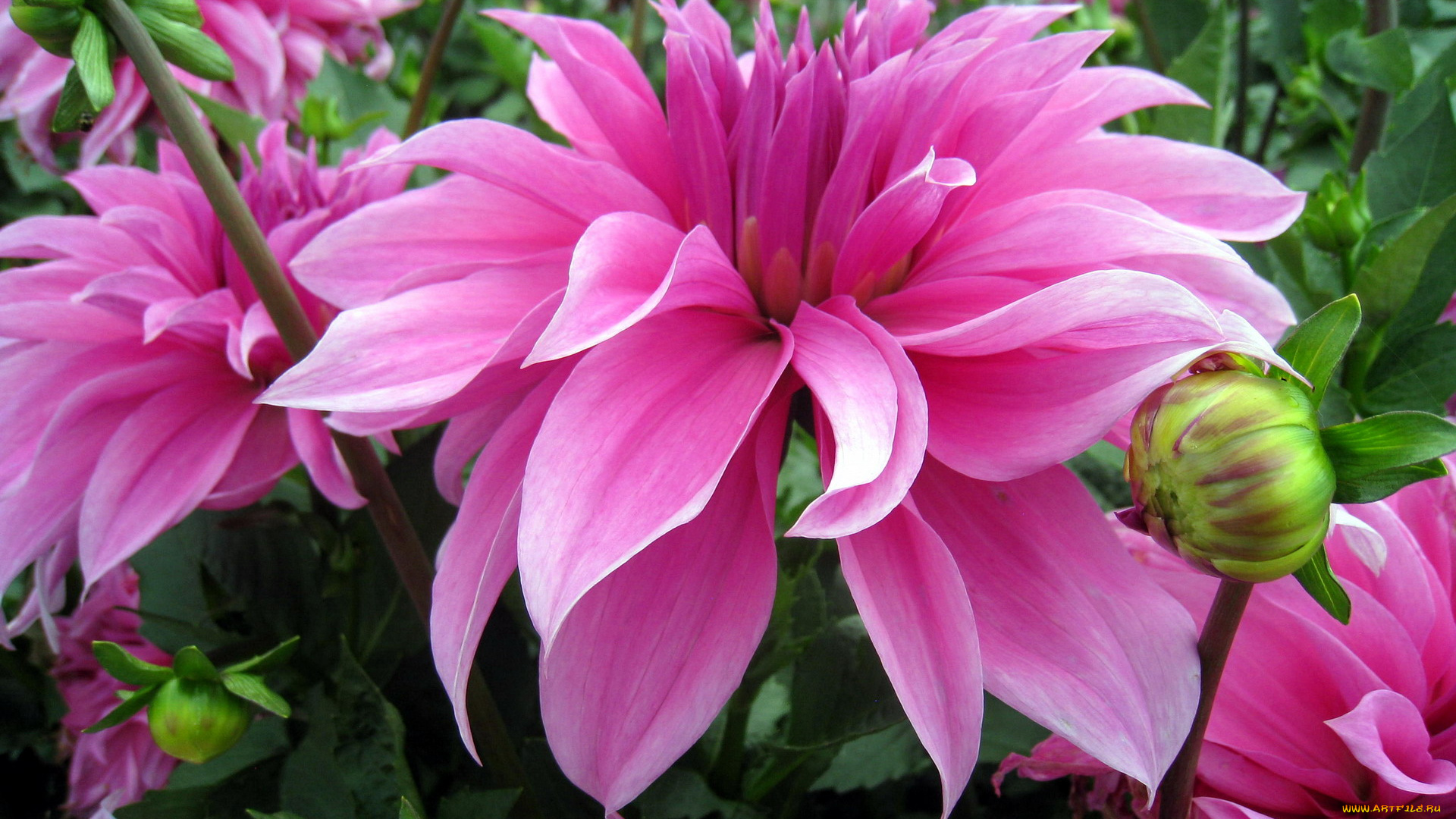 цветы, георгины, розовый