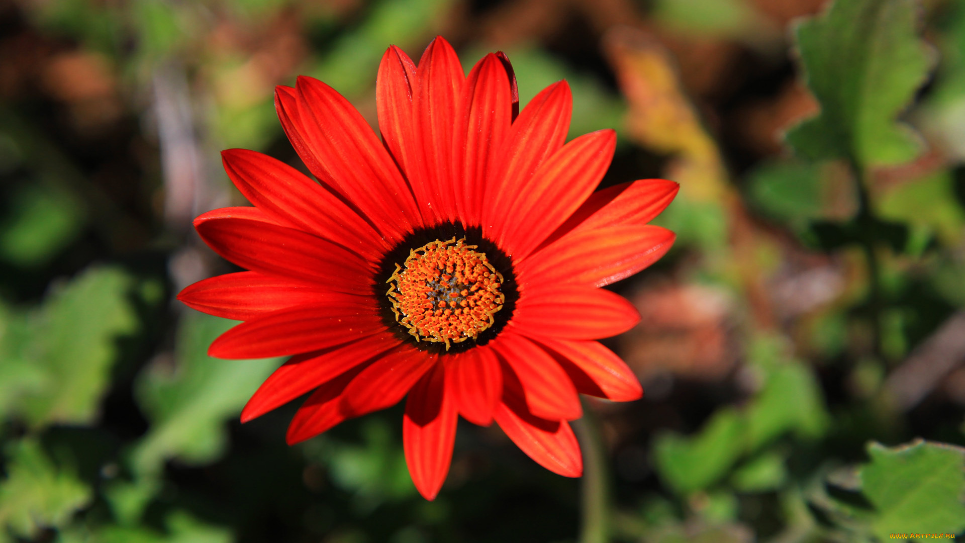 цветы, герберы, лепестки