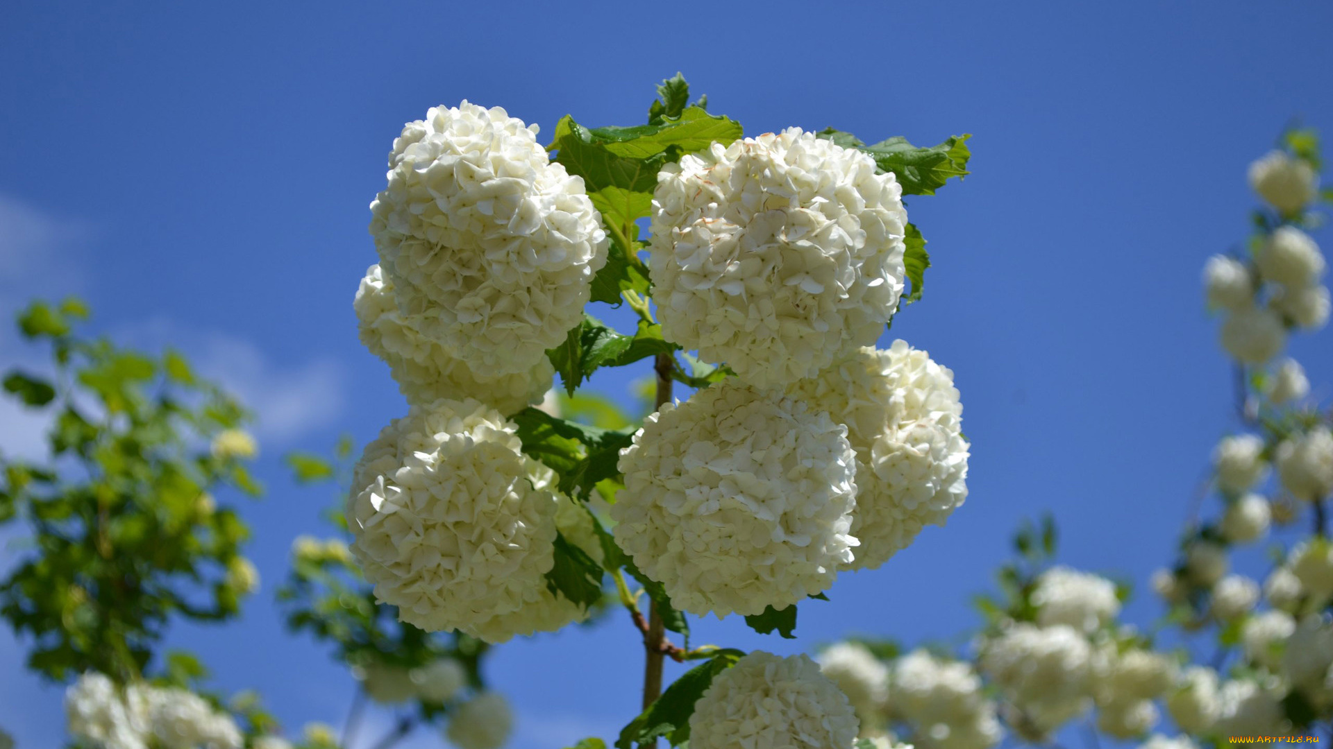 цветы, калина, , бульдонеж, бутоны