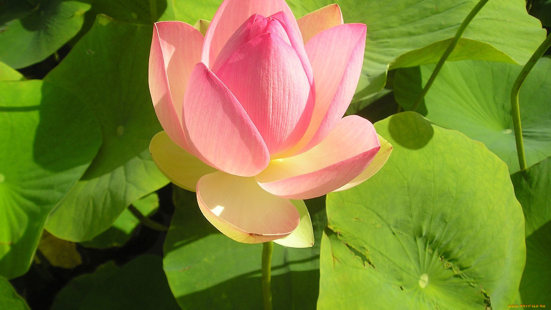 цветы, лотосы, буток