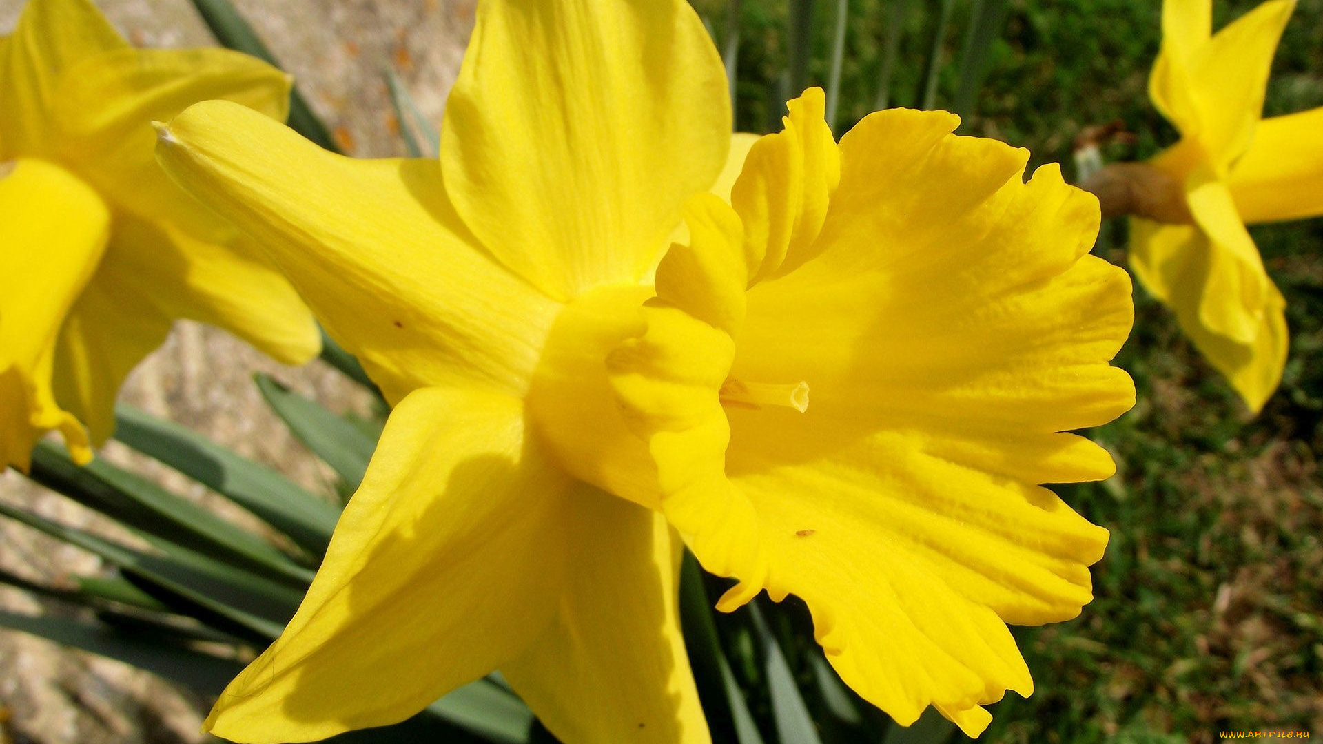 цветы, нарциссы, желтый