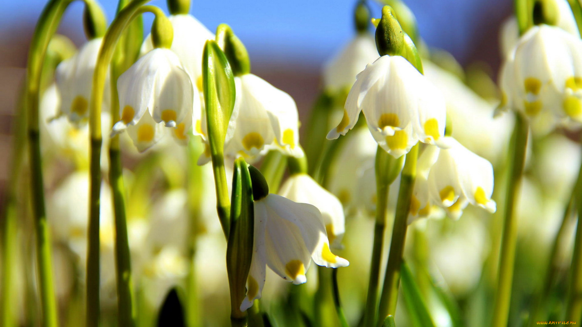 цветы, подснежники, , белоцветники, , пролески, первоцветы