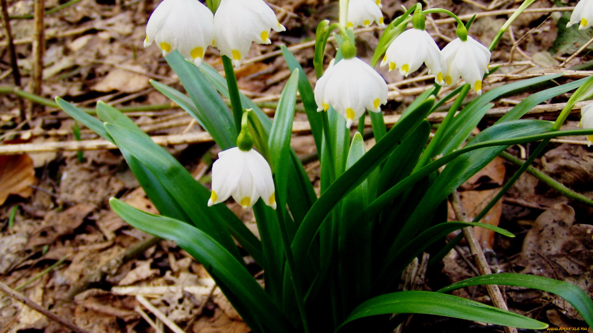 цветы, подснежники, , белоцветники, , пролески, первоцветы