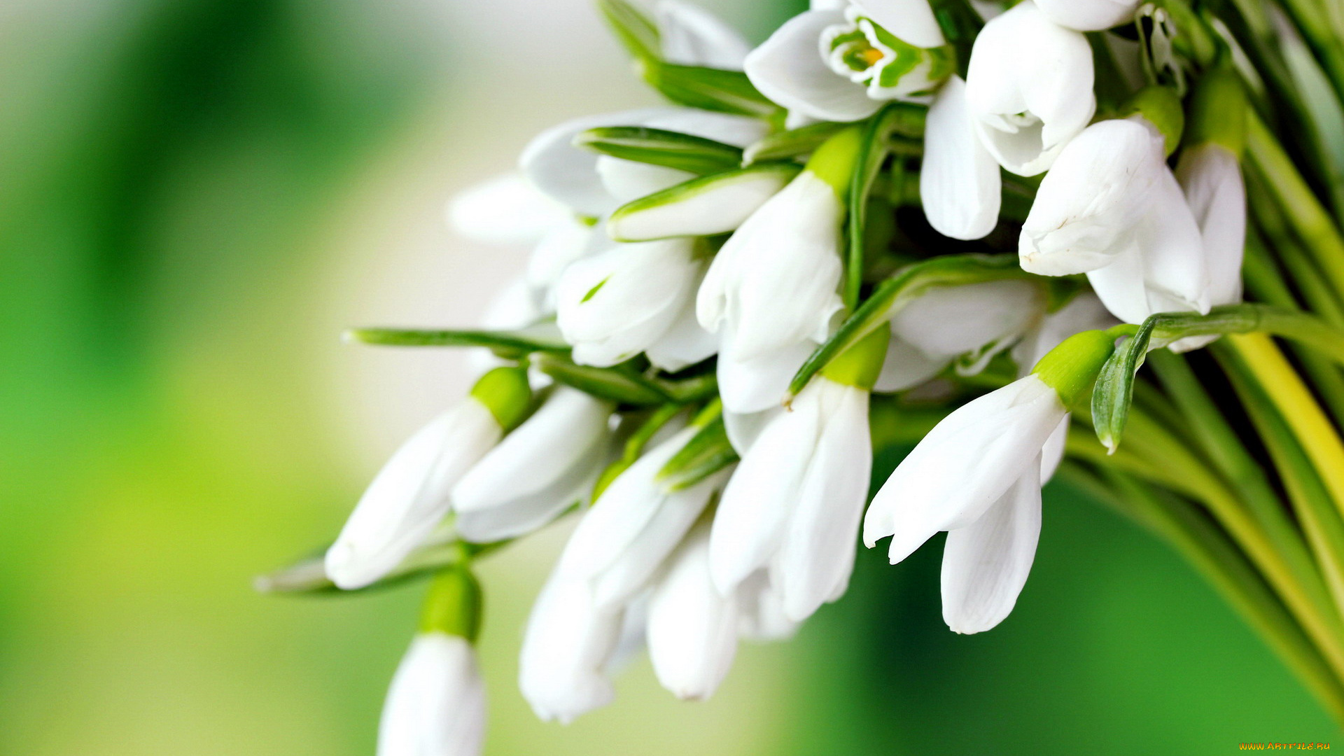 цветы, подснежники, , белоцветники, , пролески, первоцветы