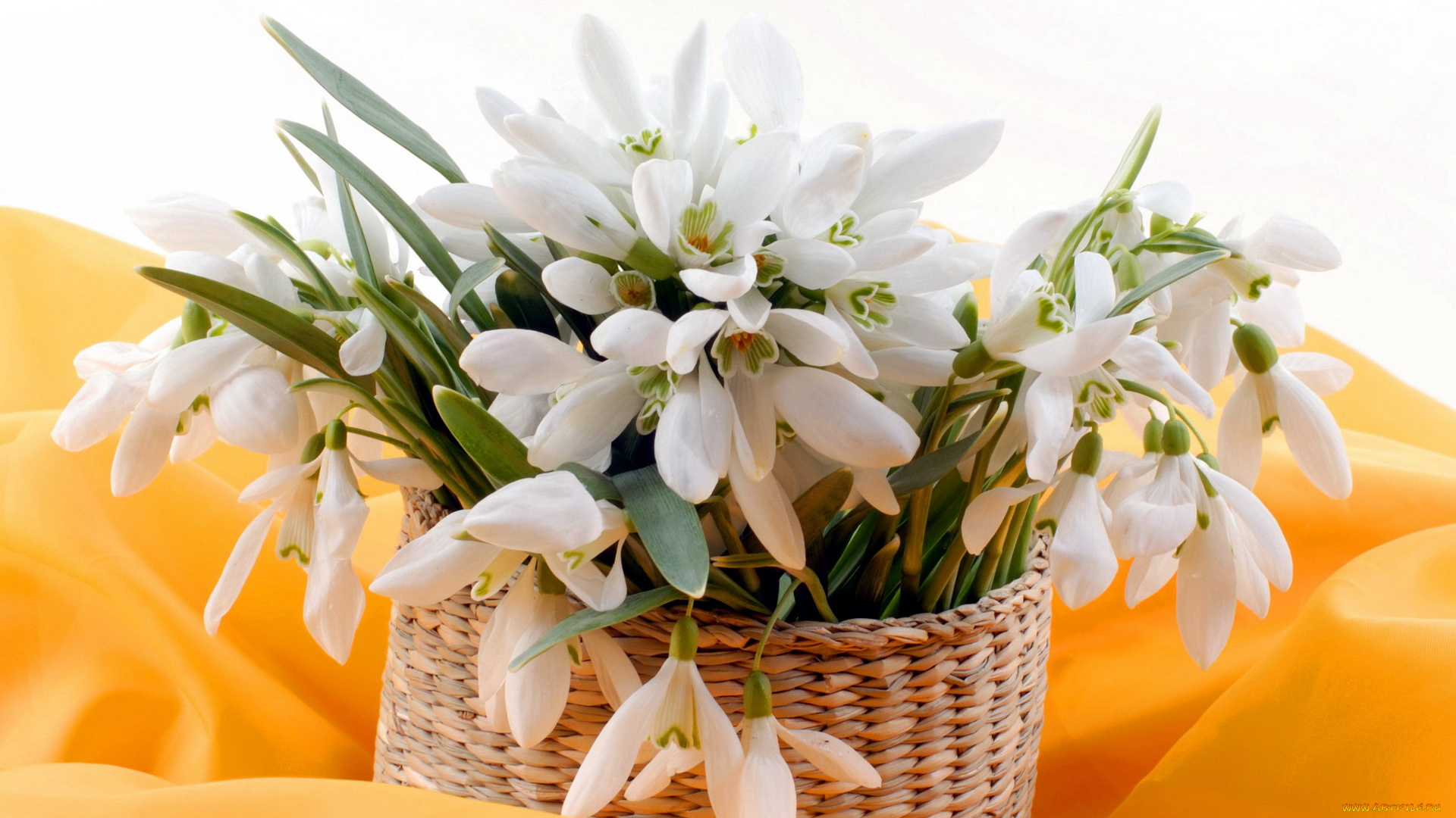 цветы, подснежники, , белоцветники, , пролески, белый, корзинка