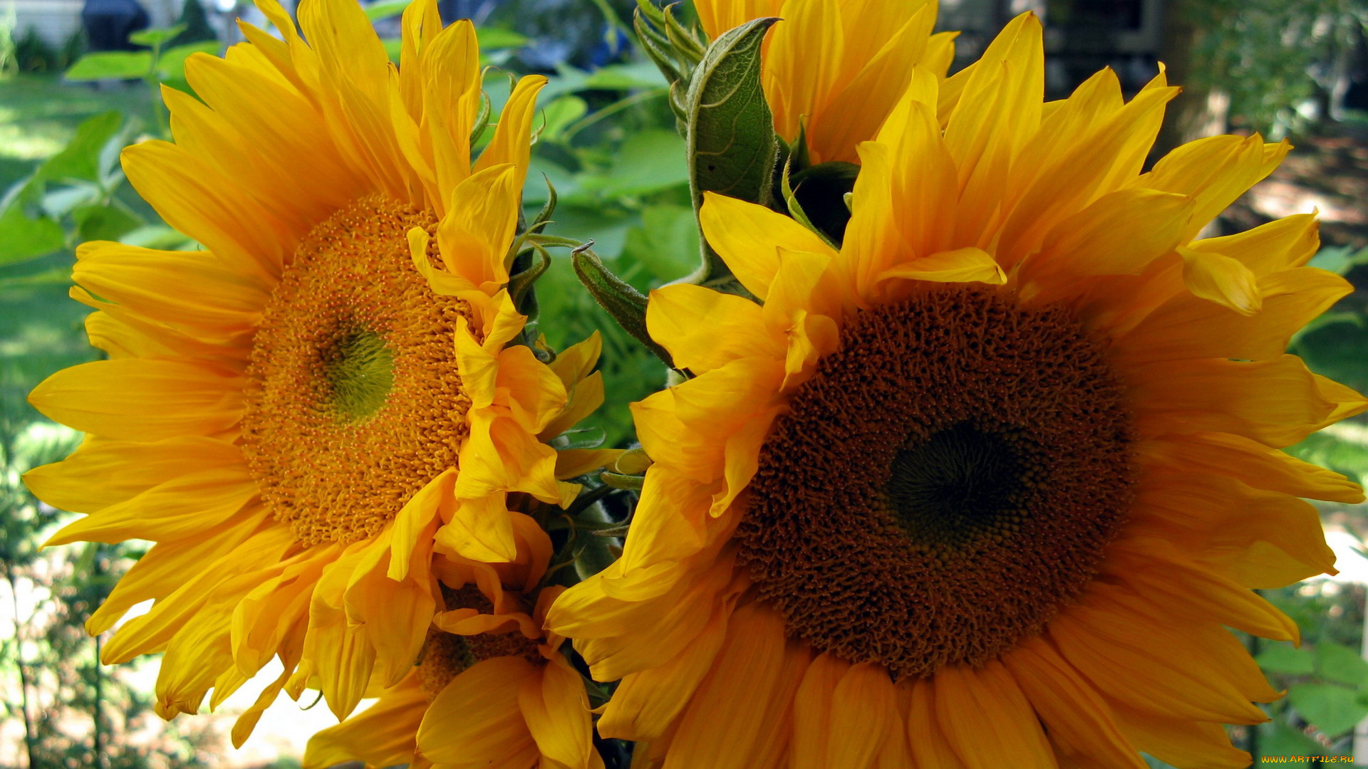 цветы, подсолнухи, солнечный