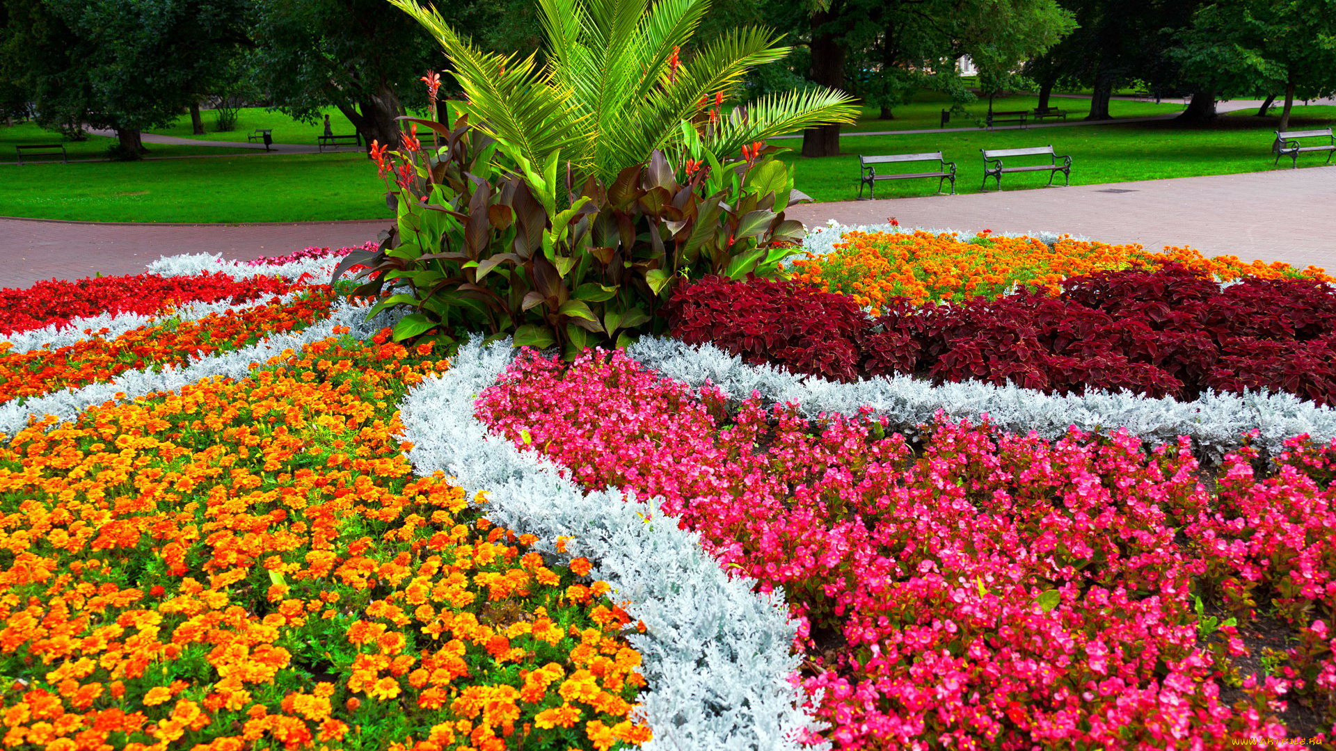 цветы, разные, вместе, бегония, бархатцы, клумба