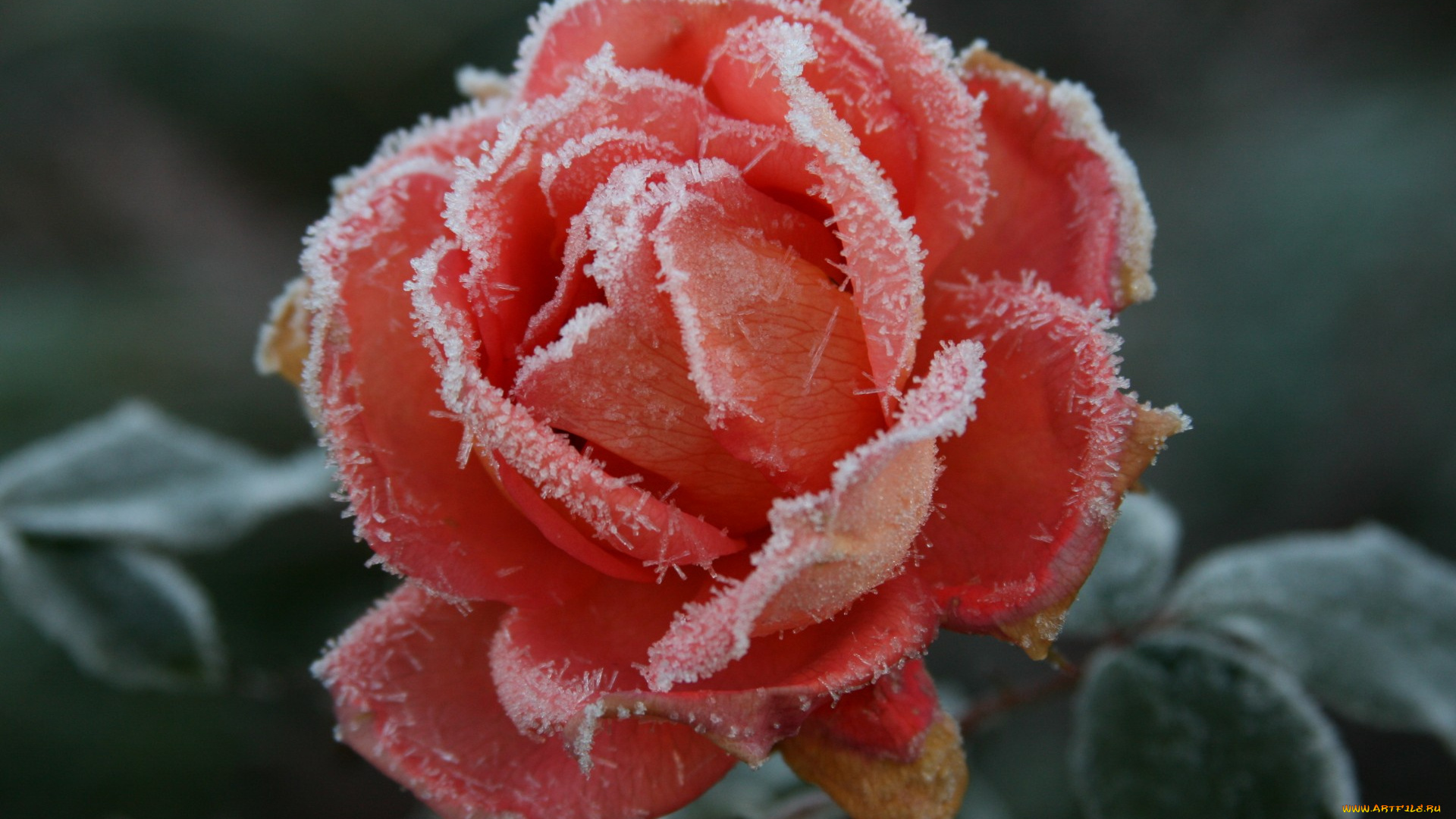 цветы, розы, холод, осень, цветок, роза, иней, мороз, растение, природа, макро