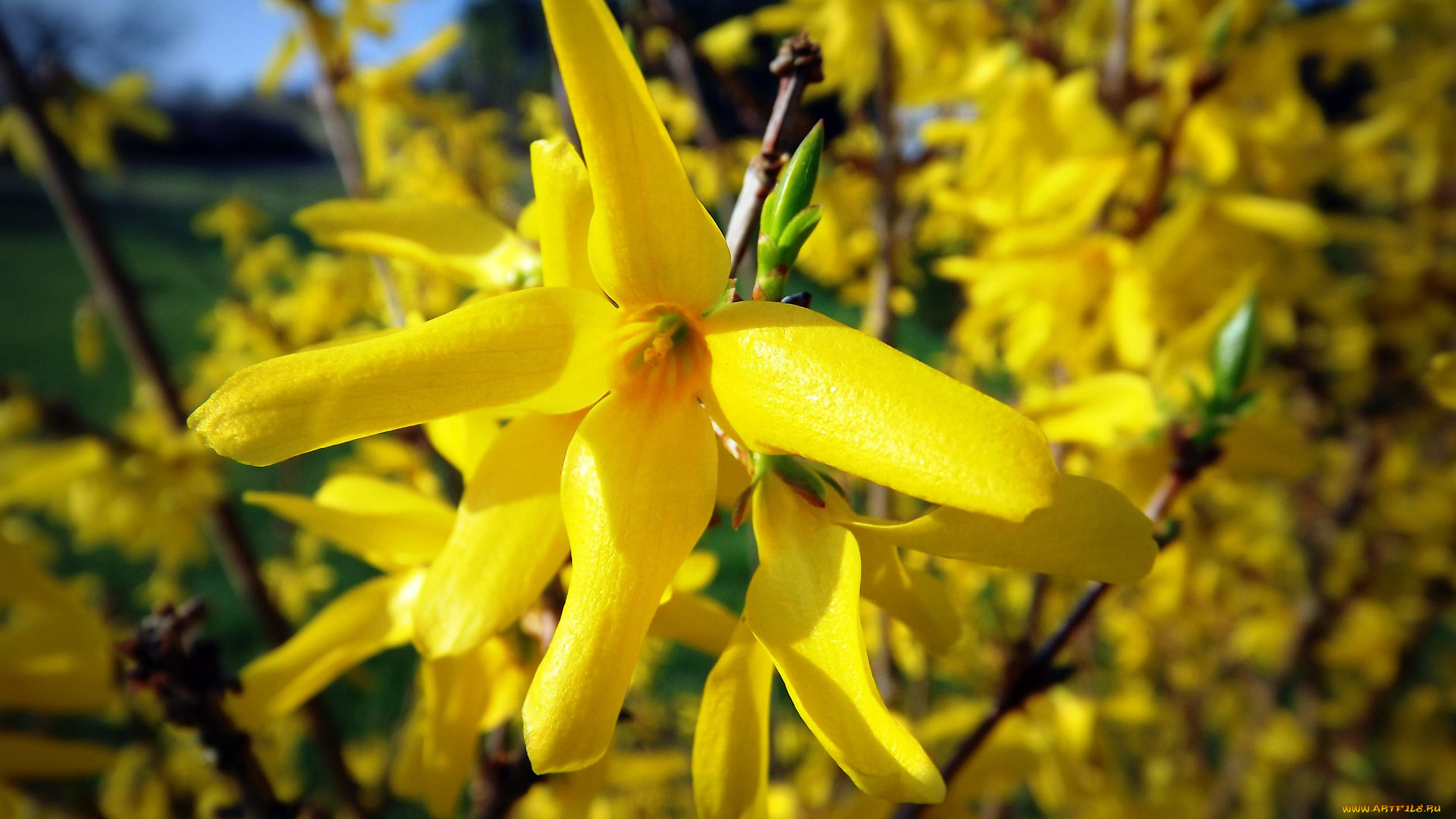 цветы, желтый