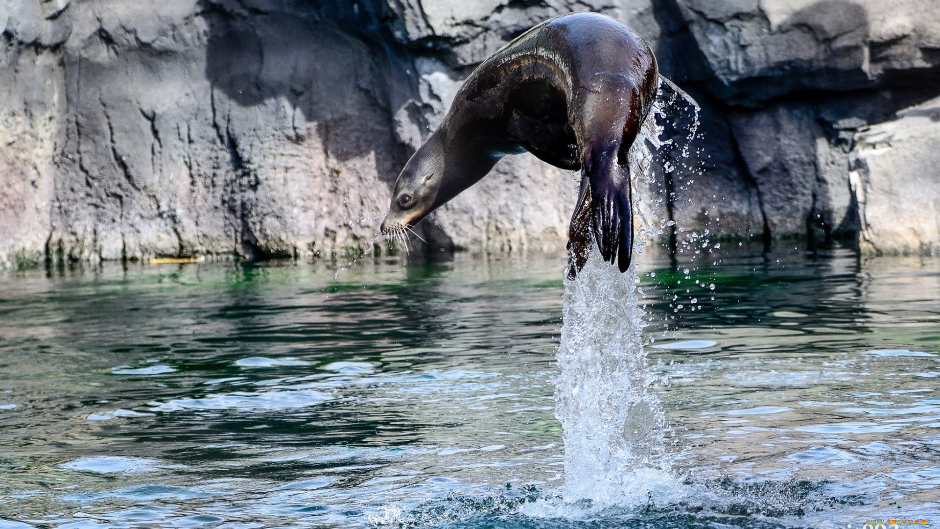 калифорнийский, морской, лев, животные, тюлени, , морские, львы, , морские, котики, прыжок, брызги, вода, движение