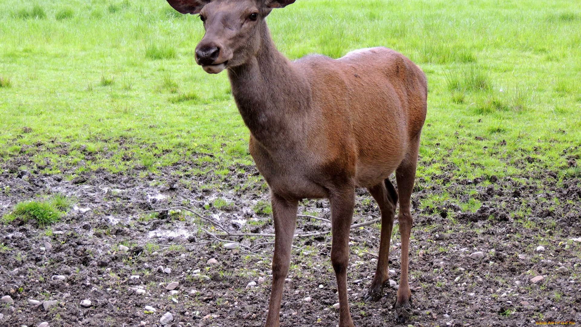 животные, -, другое, луг