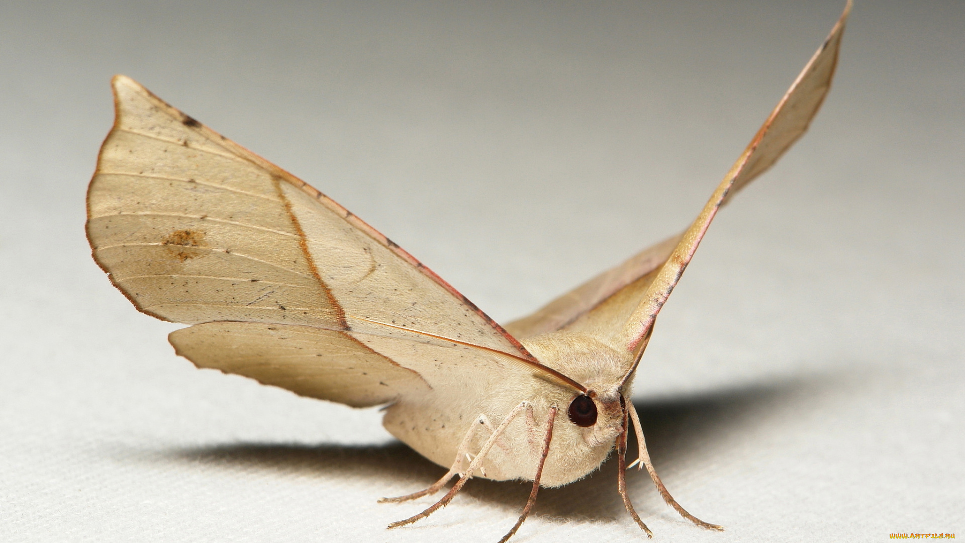 животные, бабочки, , мотыльки, , моли, itchydogimages, макро, моль, крылья, усики, узор