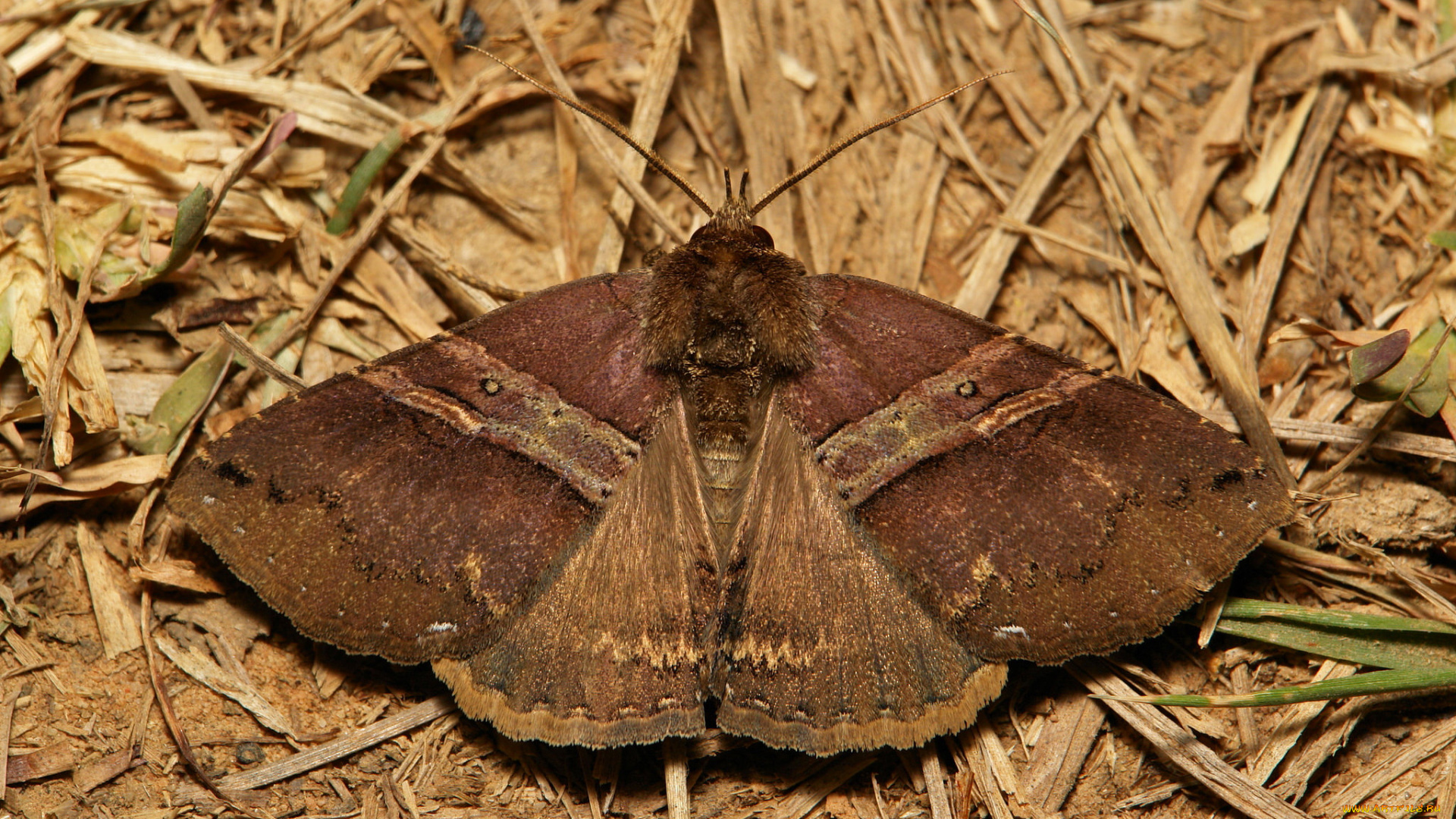 животные, бабочки, , мотыльки, , моли, itchydogimages, макро, насекомое, мотылёк