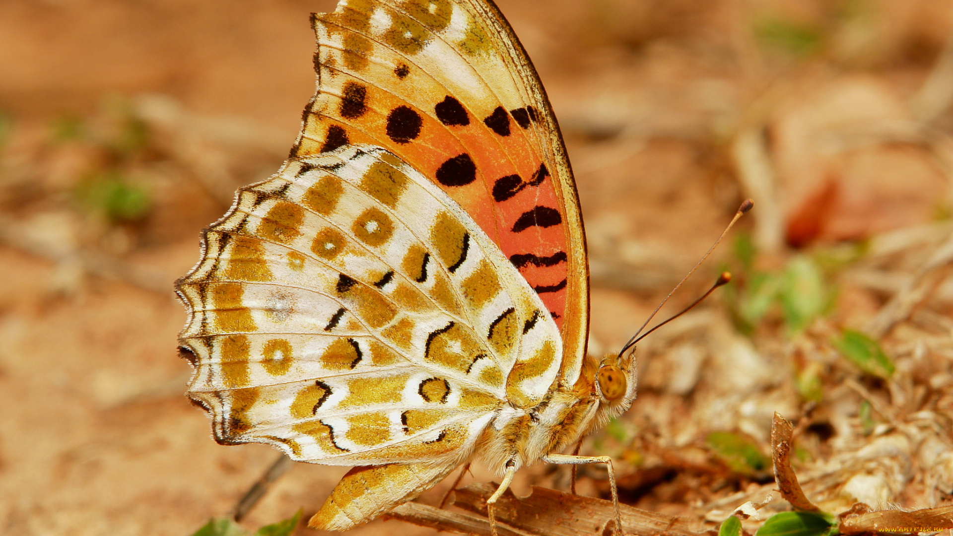 животные, бабочки, , мотыльки, , моли, itchydogimages, макро, насекомое, бабочка, коричневая, крылья, усики