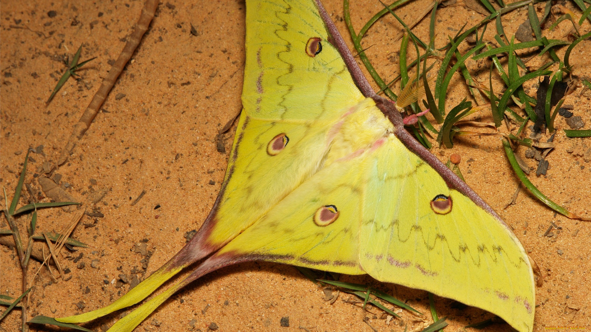 животные, бабочки, , мотыльки, , моли, крылья, насекомое, макро, мотылёк, ночной, зелёный, itchydogimages