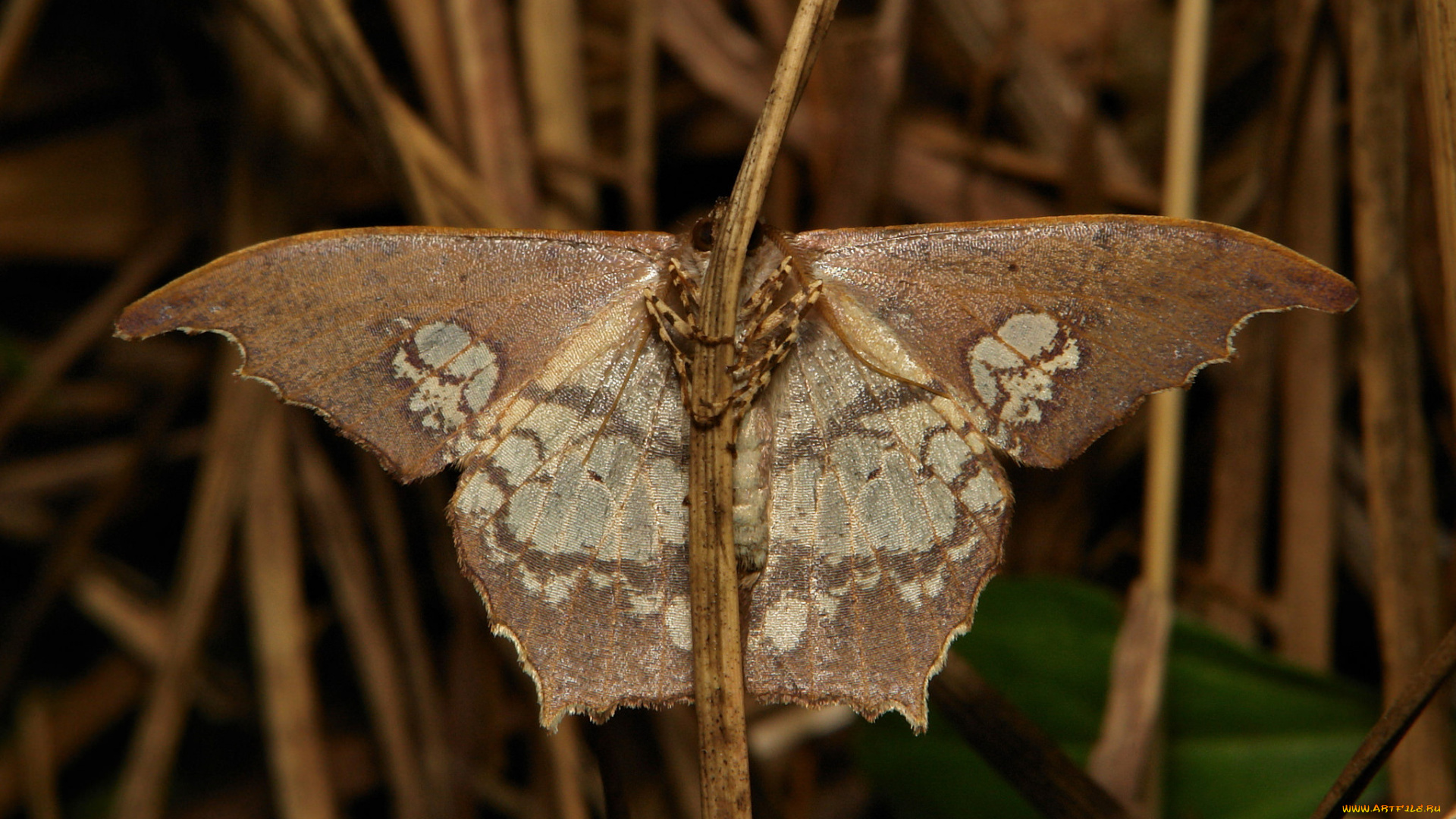 животные, бабочки, , мотыльки, , моли, травинка, макро, бабочка, itchydogimages, мотылёк, крылья